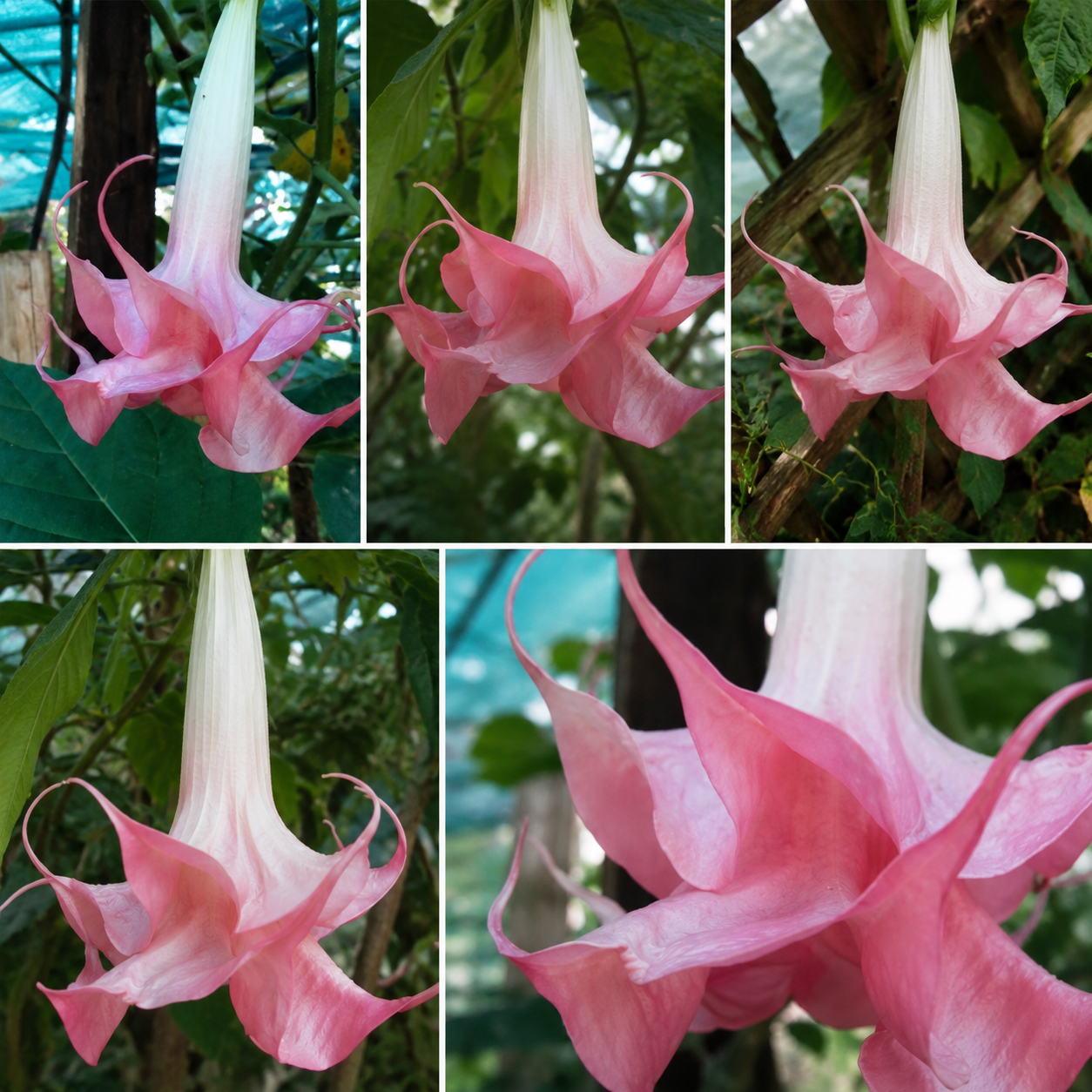 Brugmansia Angel "Strawberry & Cream" Double Flower