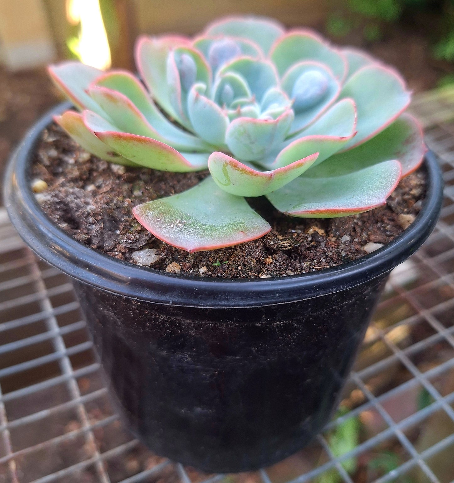 Echeveria Raindrops