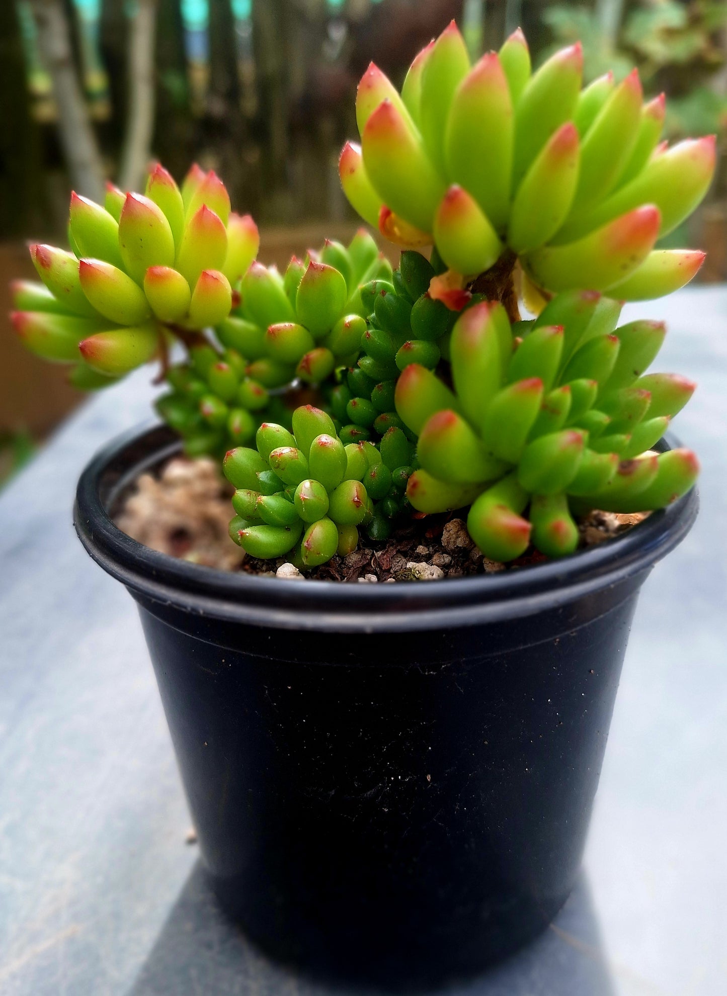 Echeveria Red Lantern Cluster | Rare Collectors