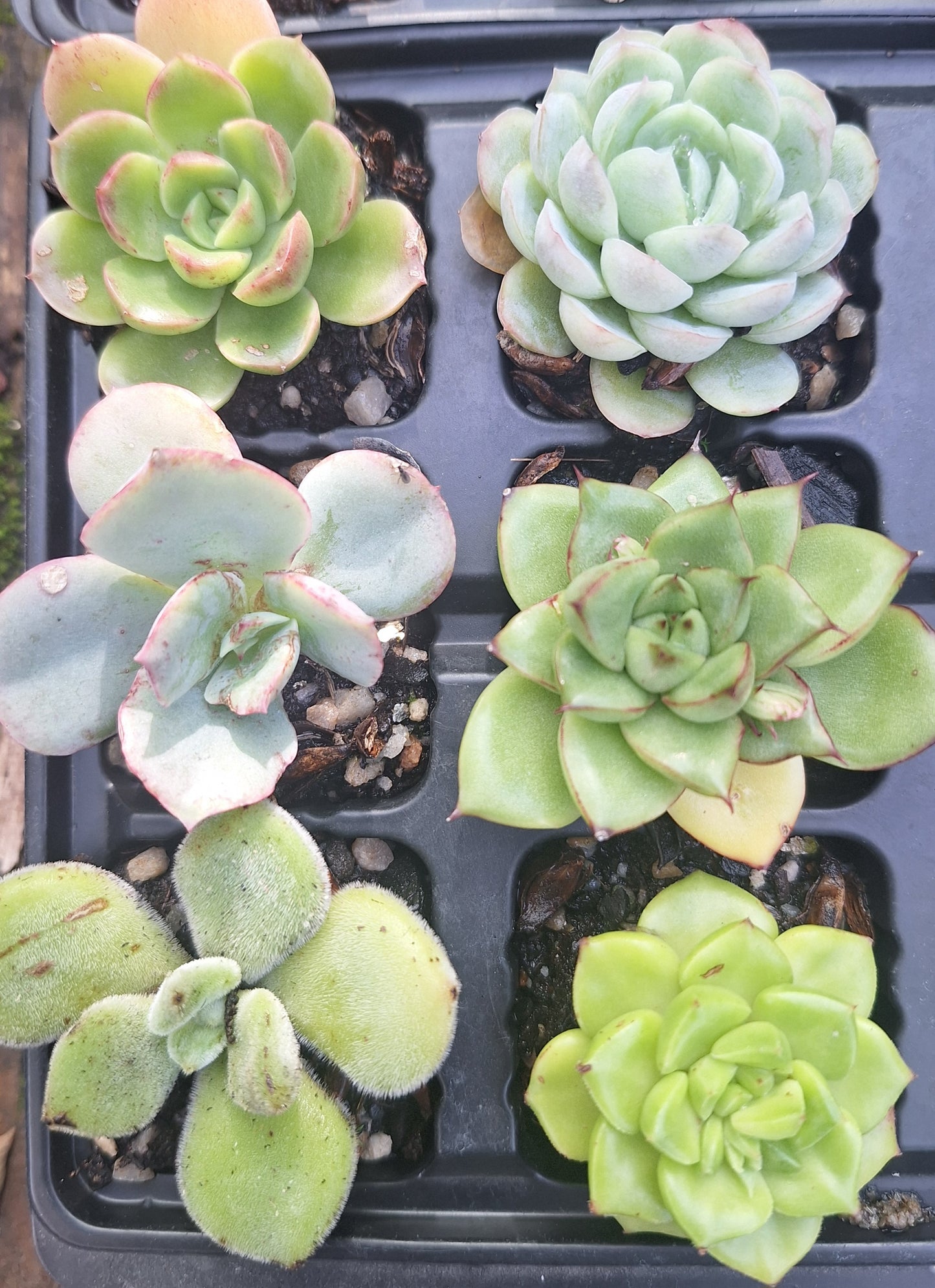 Echeveria 6 Pack | Random Mix Baby Rosettes | Wedding Favours
