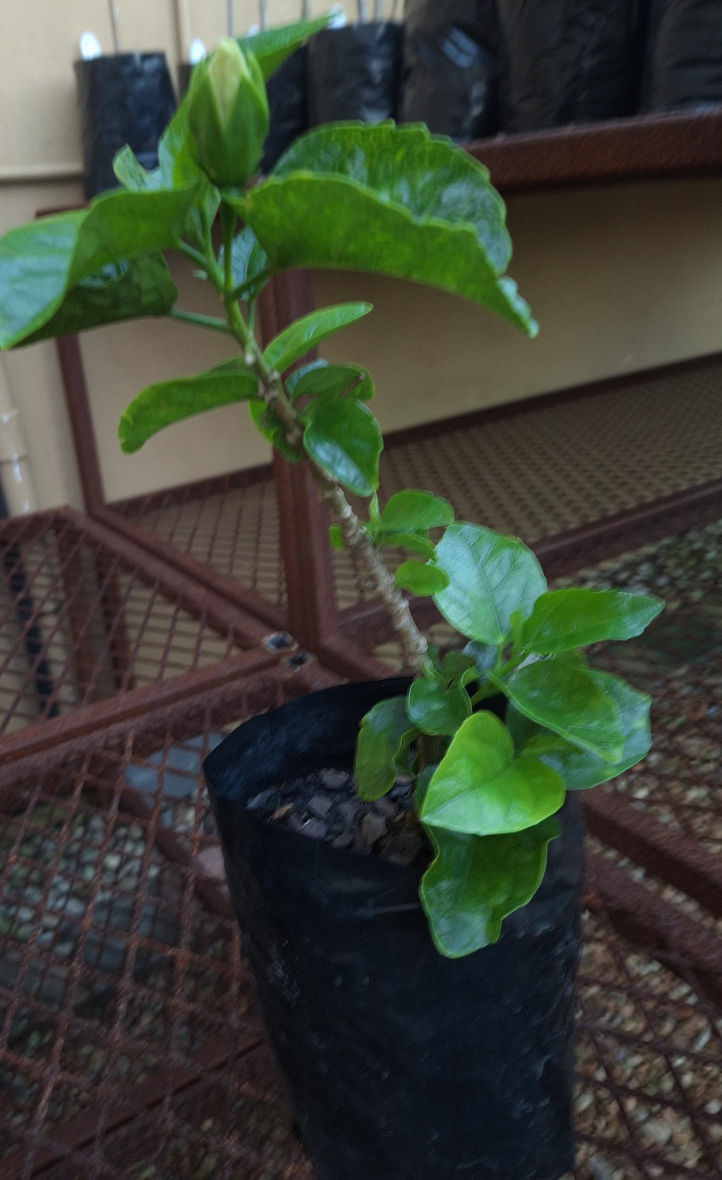 Hibiscus Shirley Howie