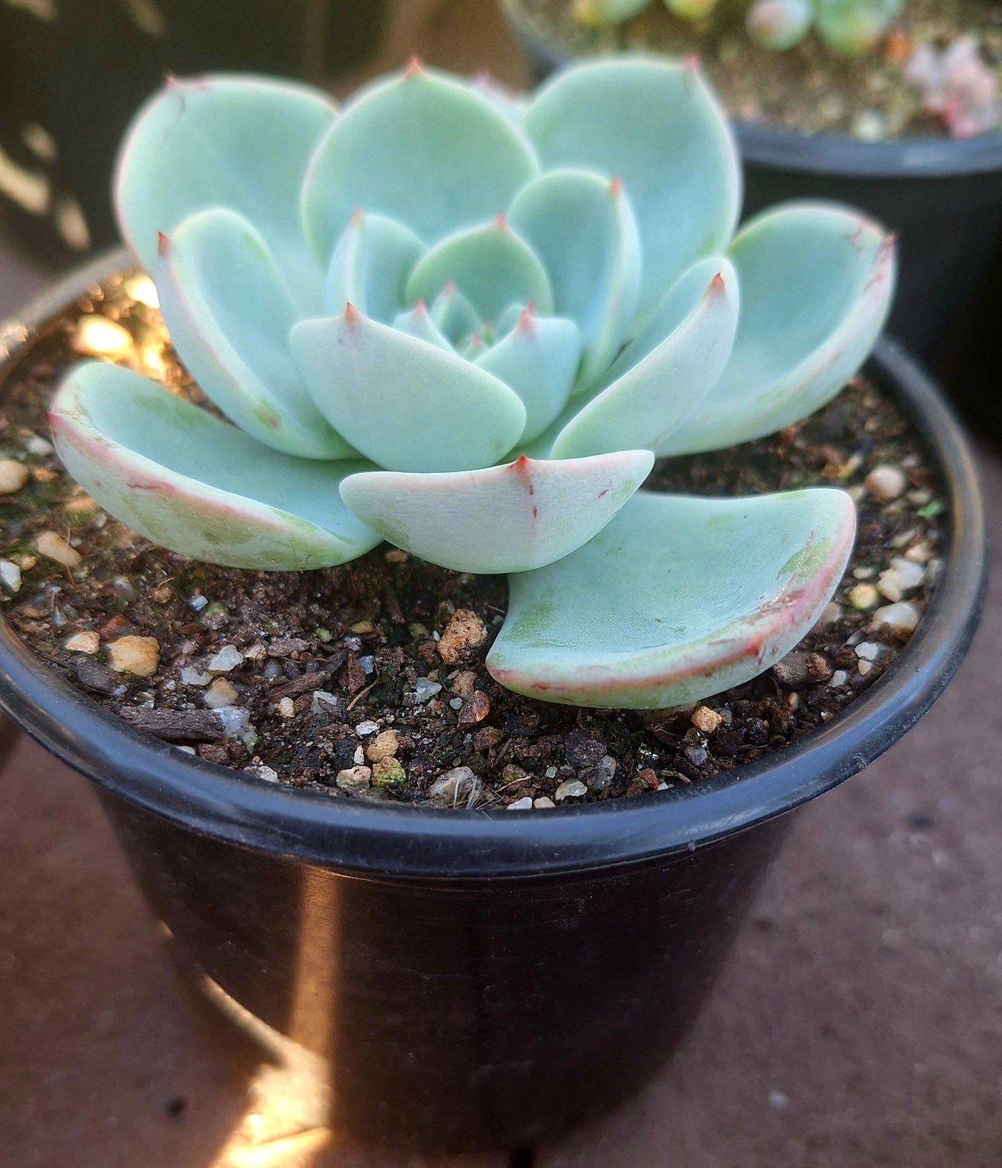 Echeveria Salmon