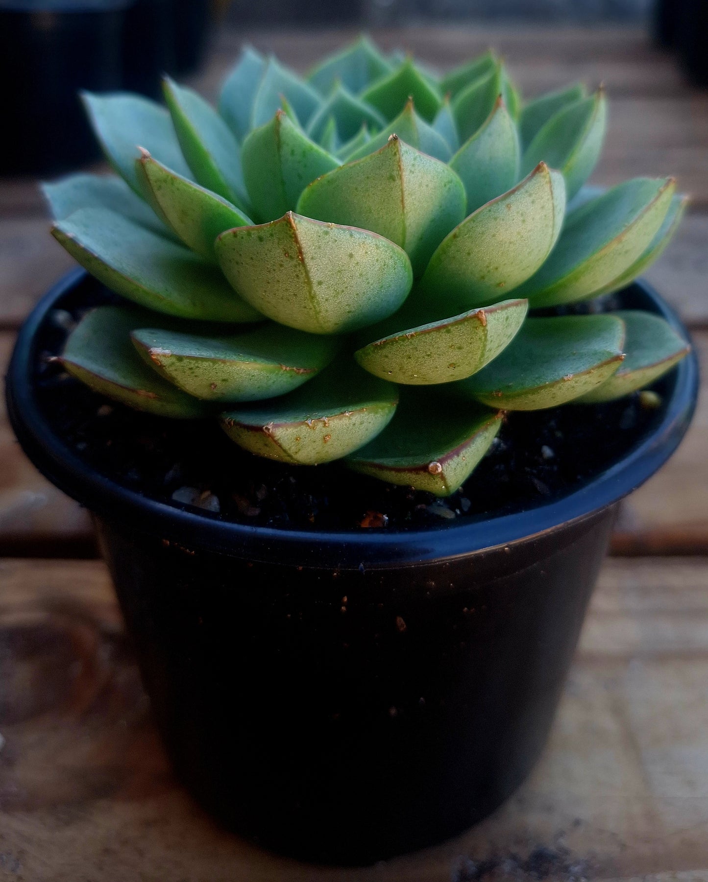 Echeveria Purpusorum