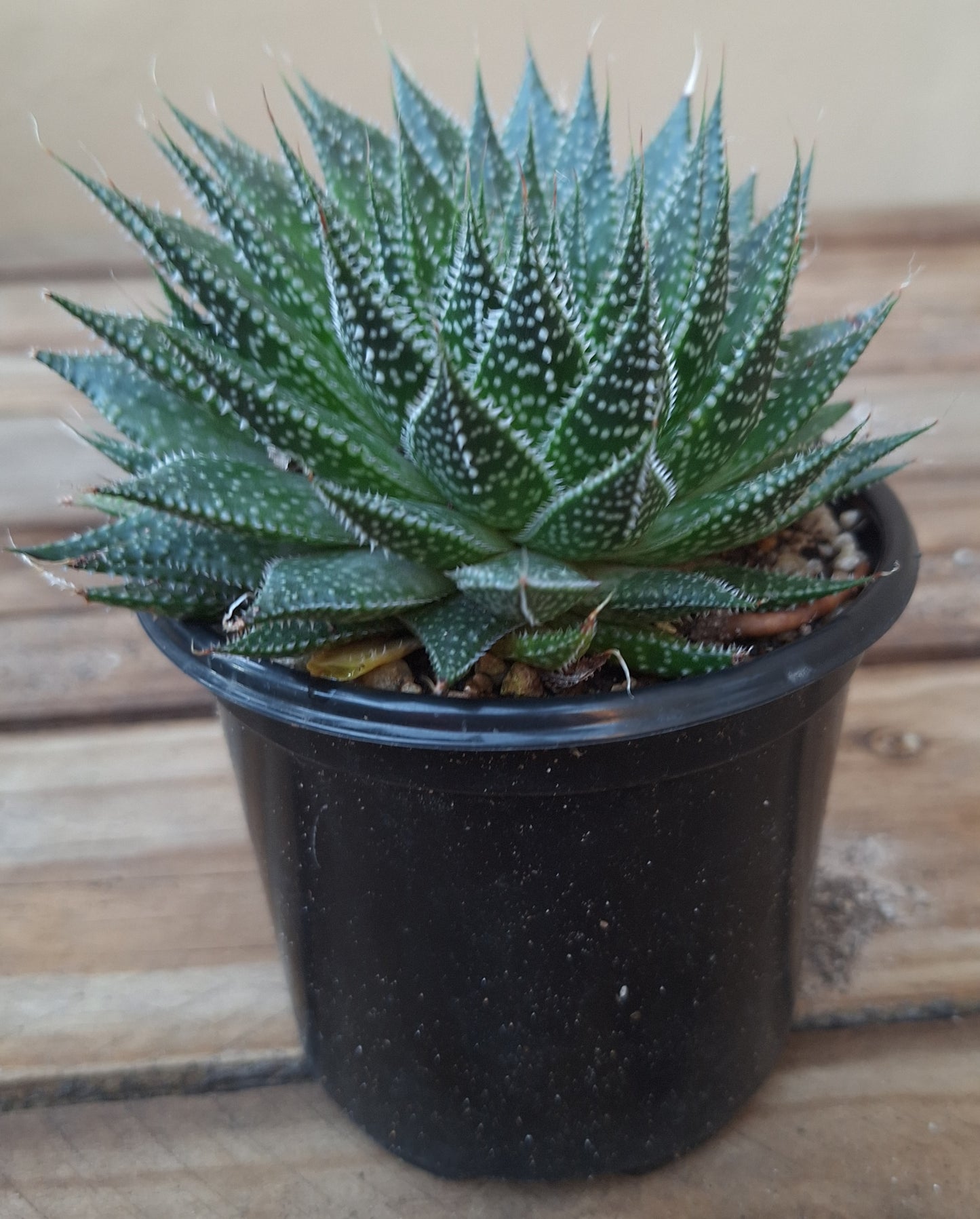 Lace Aloe