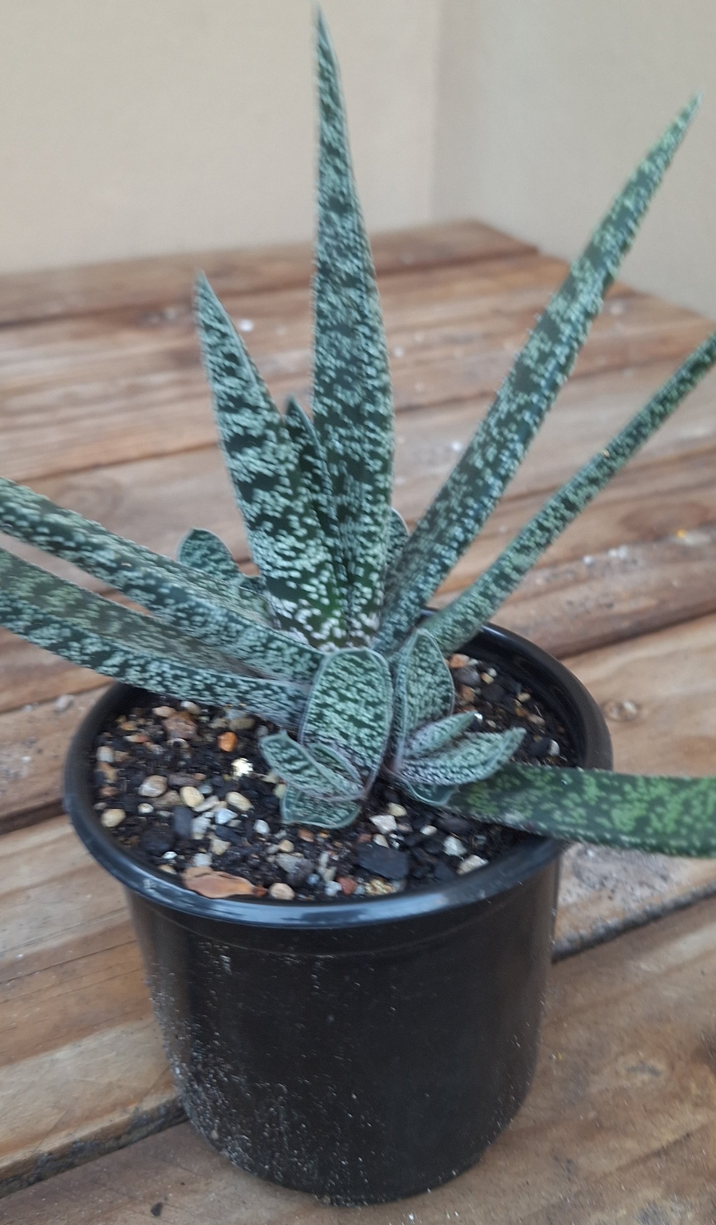 Gasteria Lizzie