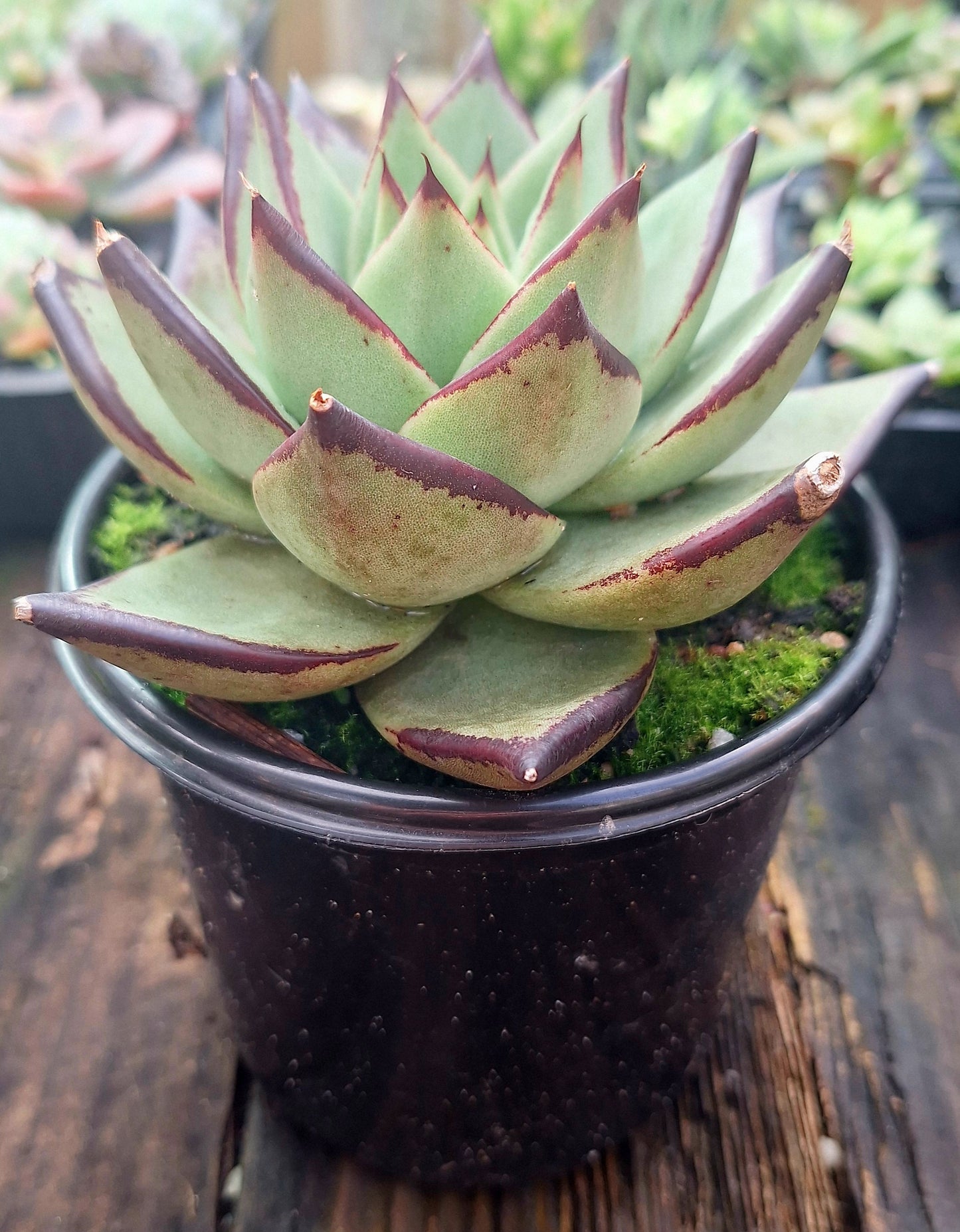 Echeveria Agavoides Ebony