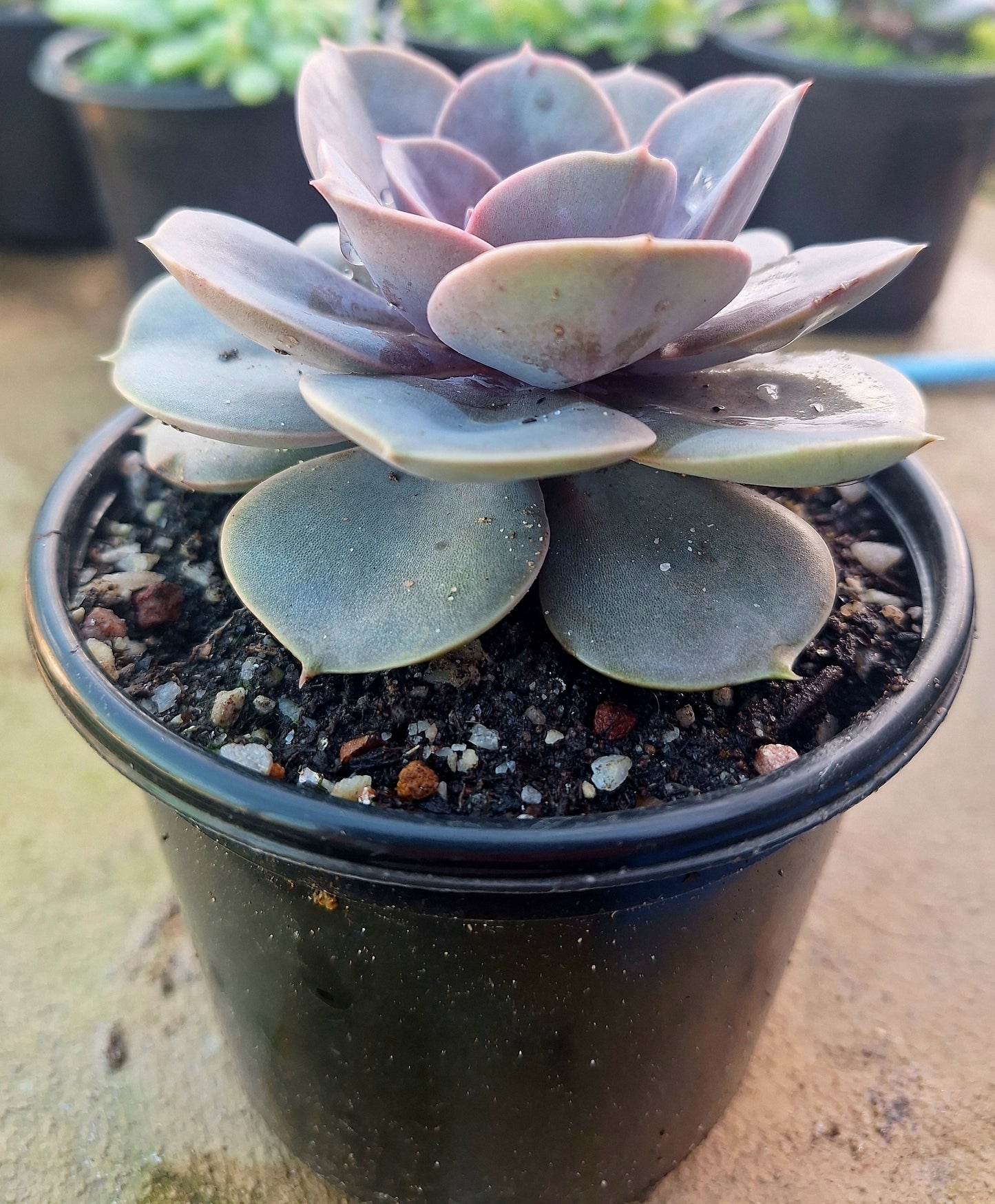 Echeveria Pearl von Nürnberg