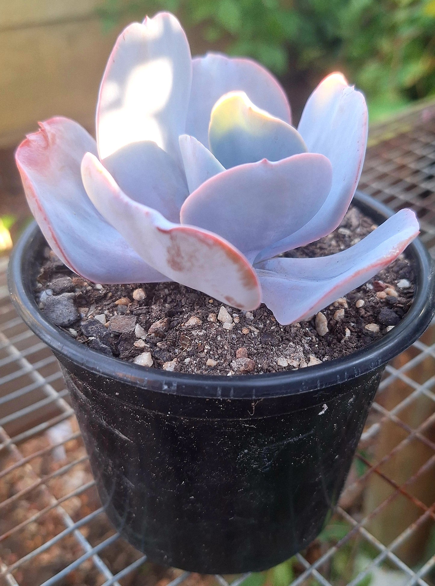 Echeveria Blue Dude