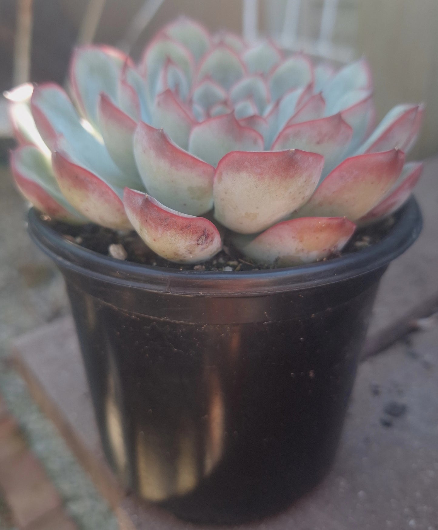 Echeveria Lotus