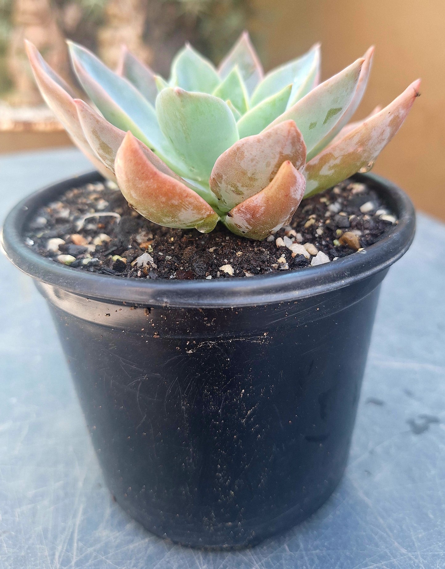 Graptoveria Ghost