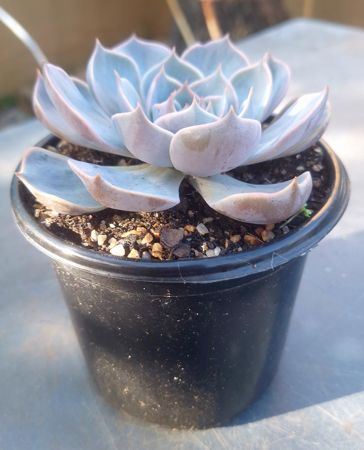 Echeveria Aurora