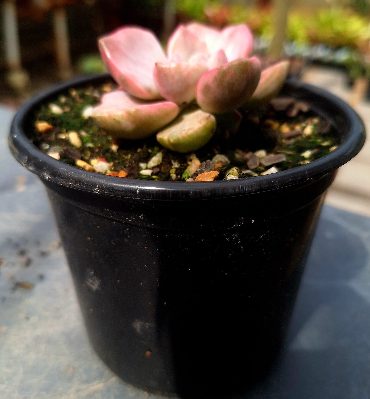 Echeveria Pinky Brocade
