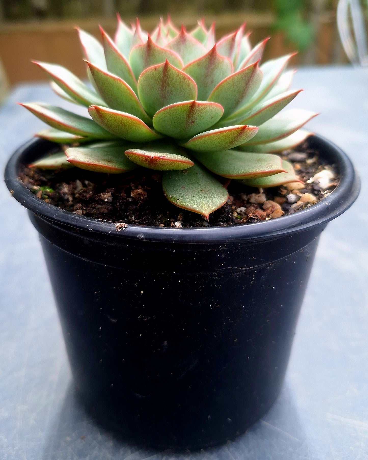 Echeveria Shamrock | Rare Collectors