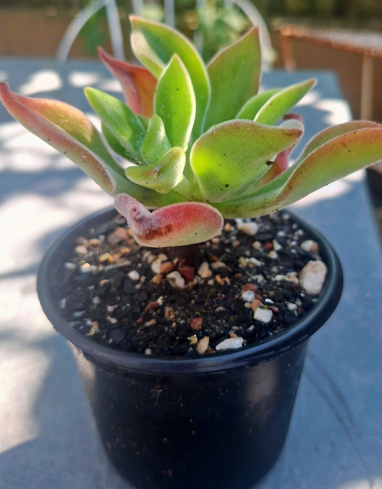 Echeveria Harmsii Ruby Slipper