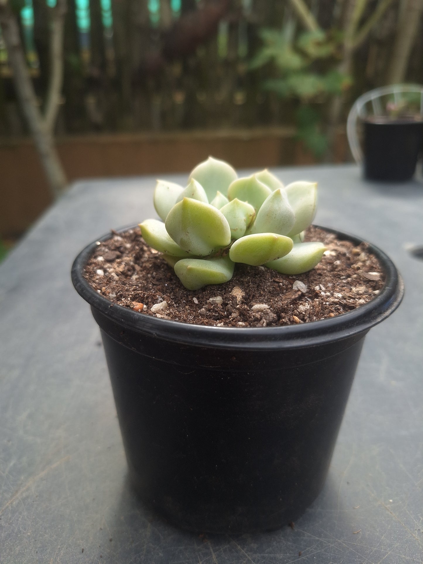 Echeveria Super Milk | Rare Collectors