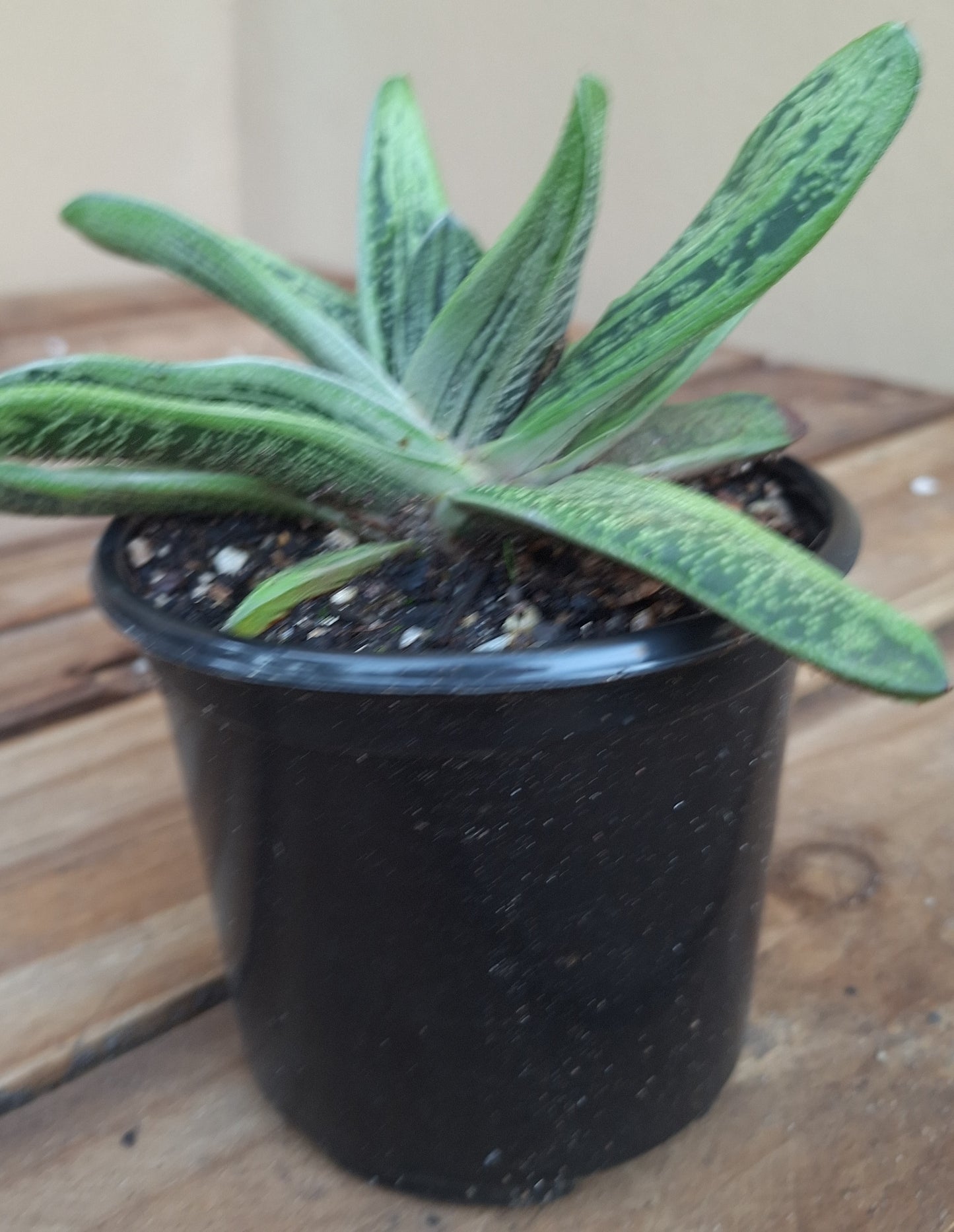 Gasteria Little Warty