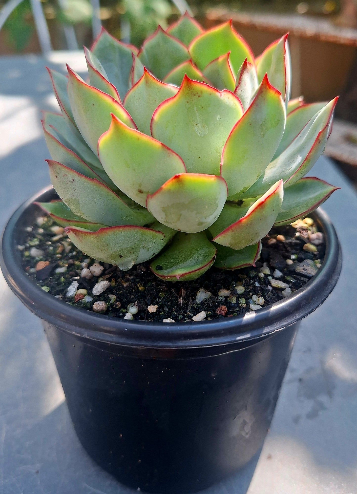 Echeveria Polidonis