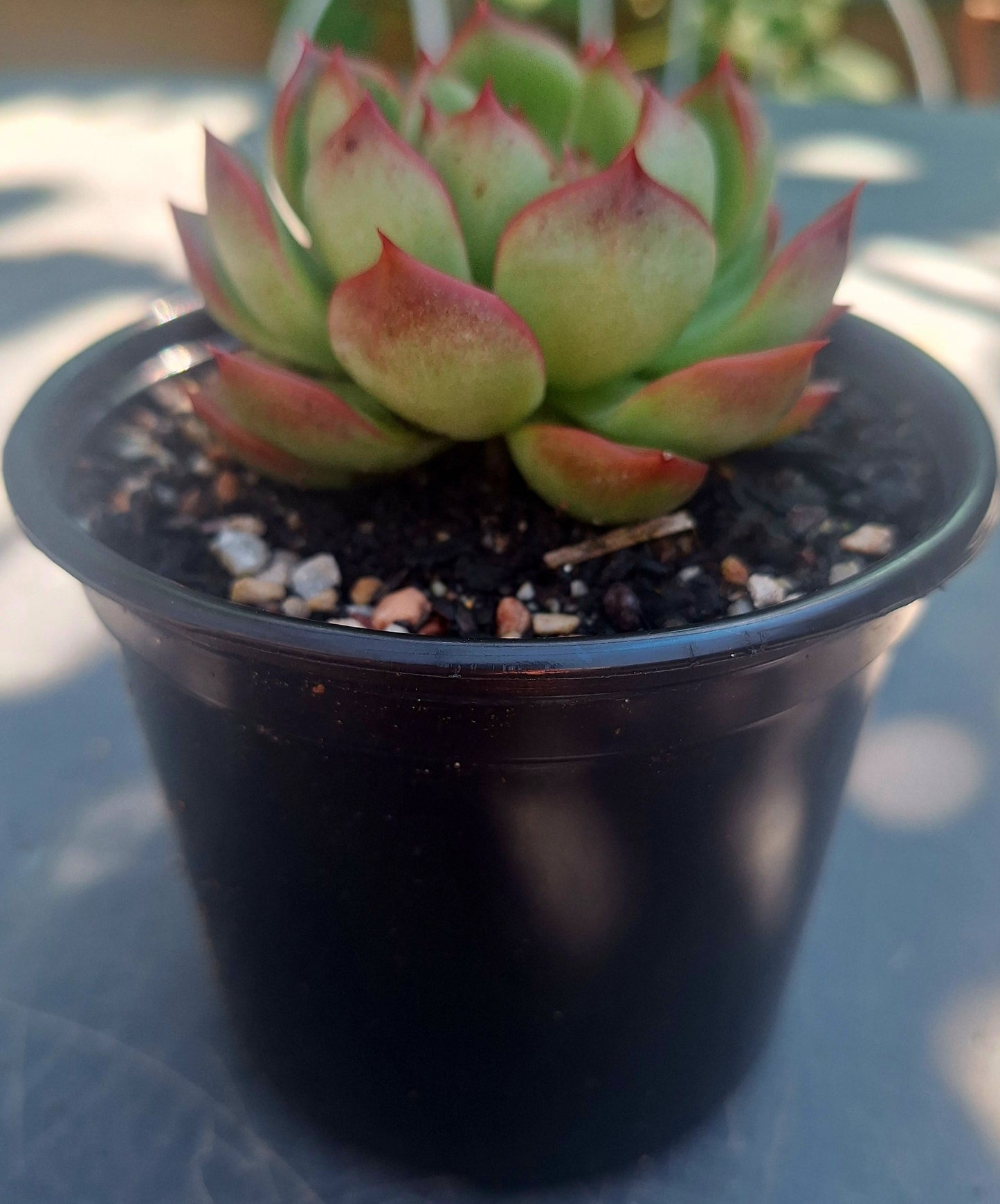 Echeveria Floriana Rare Collector