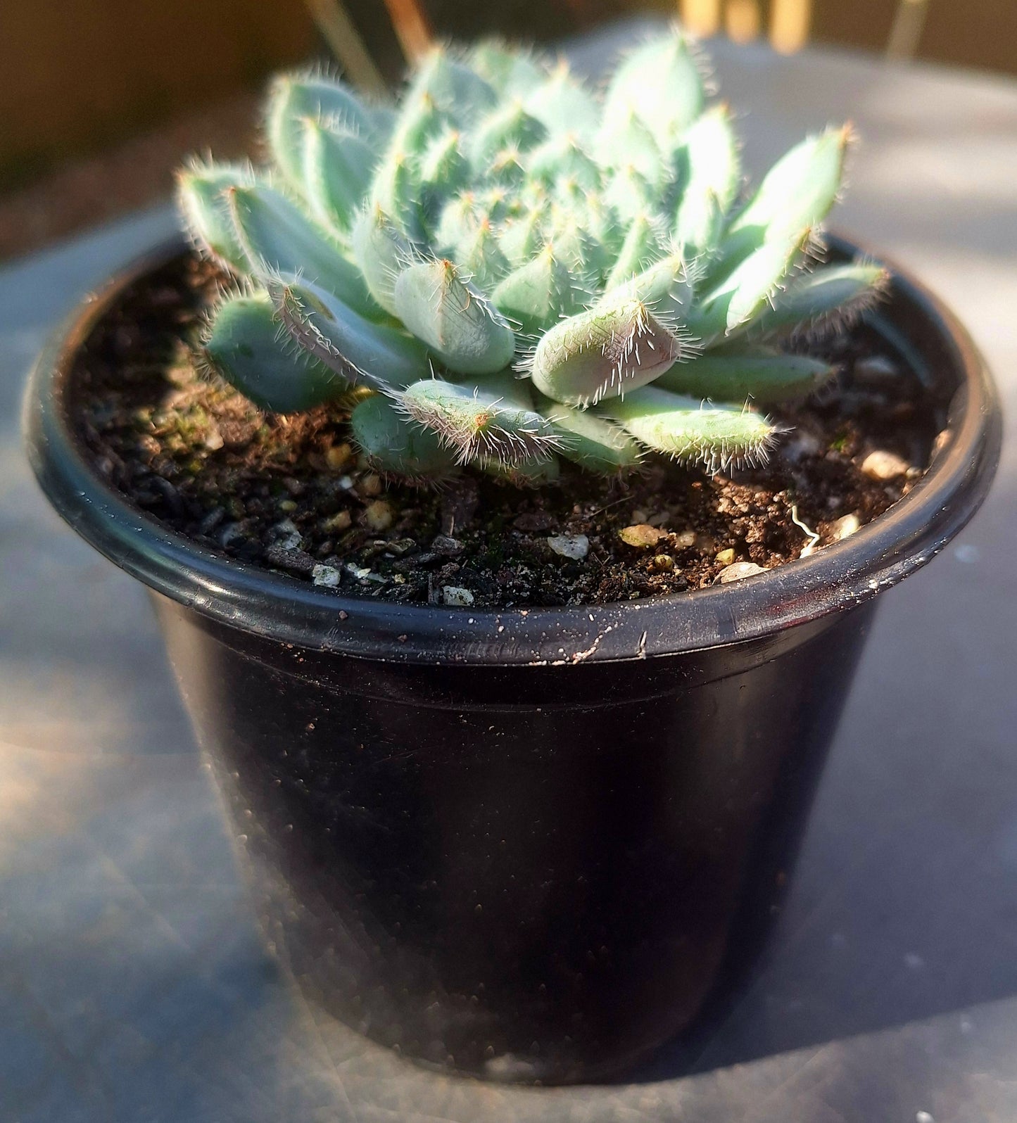 Echeveria Mexican Fire Cracker