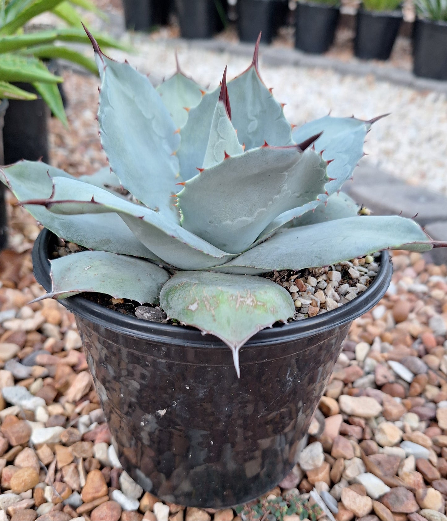 Agave Parryi
