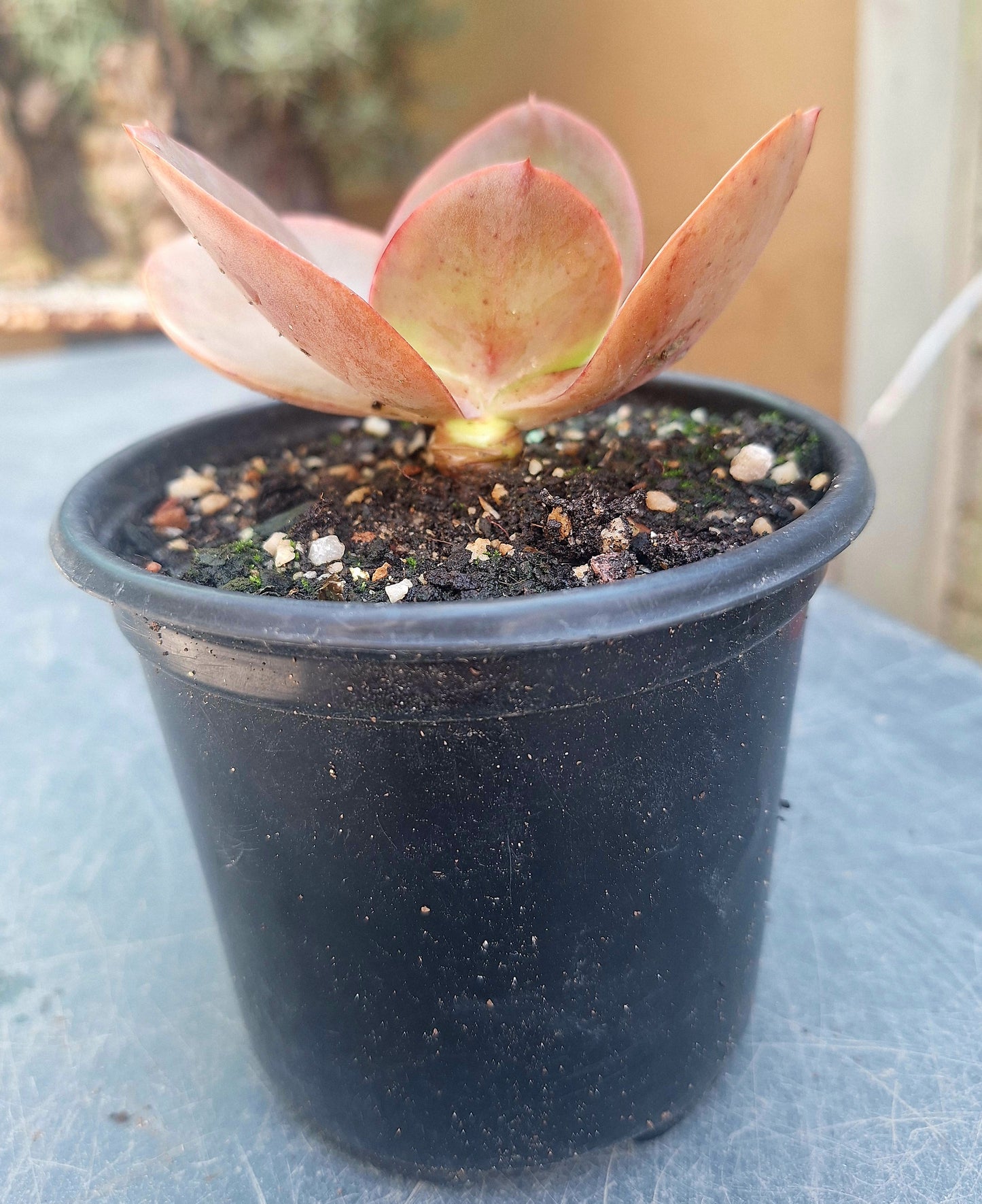Echeveria Red Korea