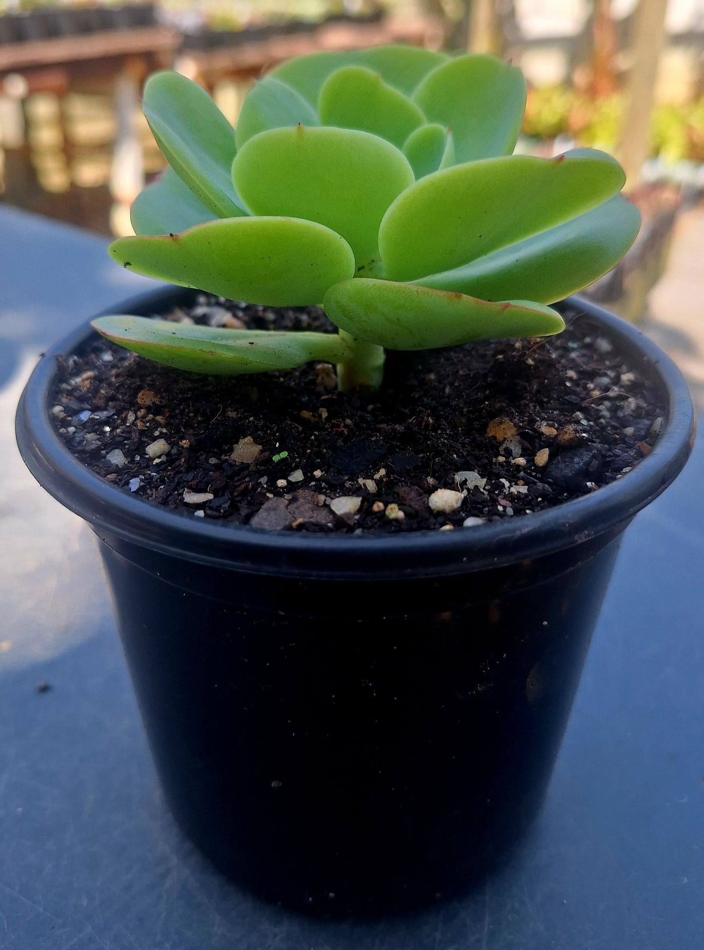 Echeveria Mocha