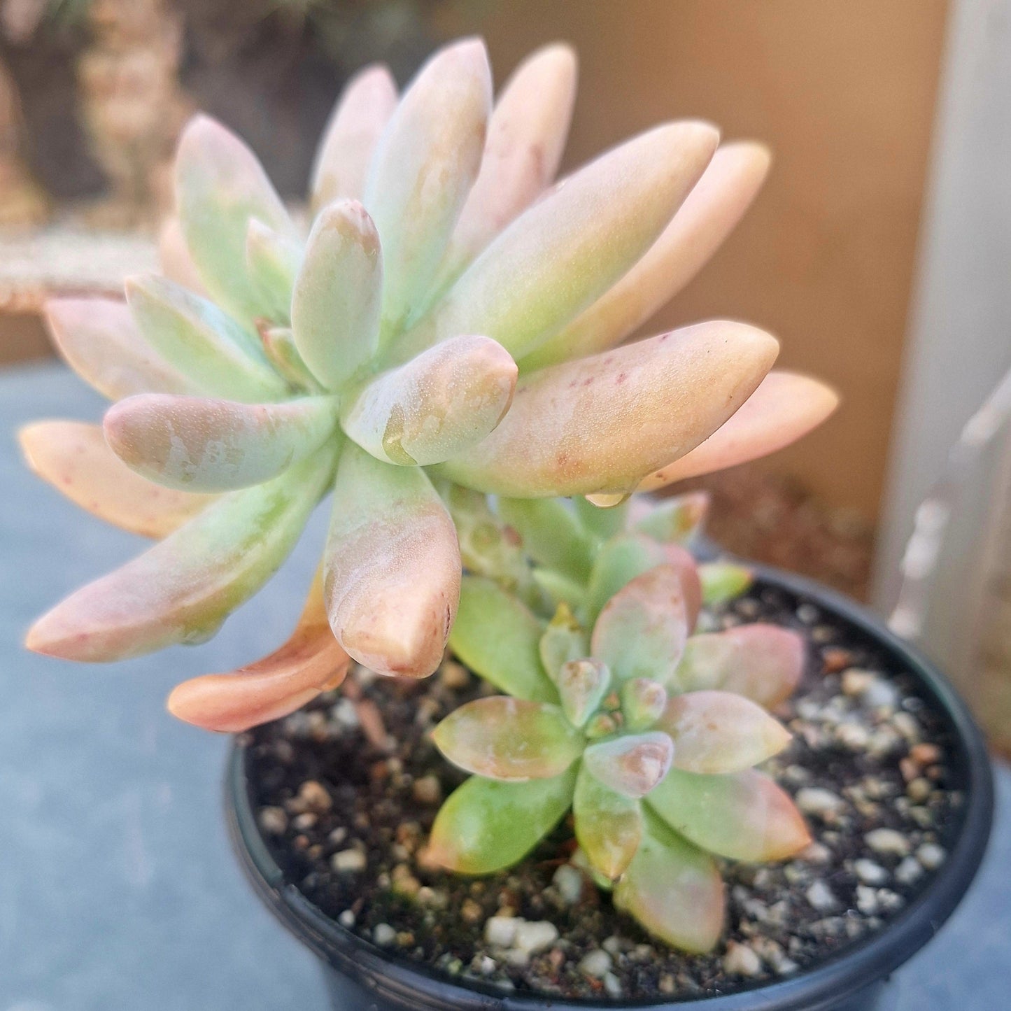 Graptoveria Darley Sunshine
