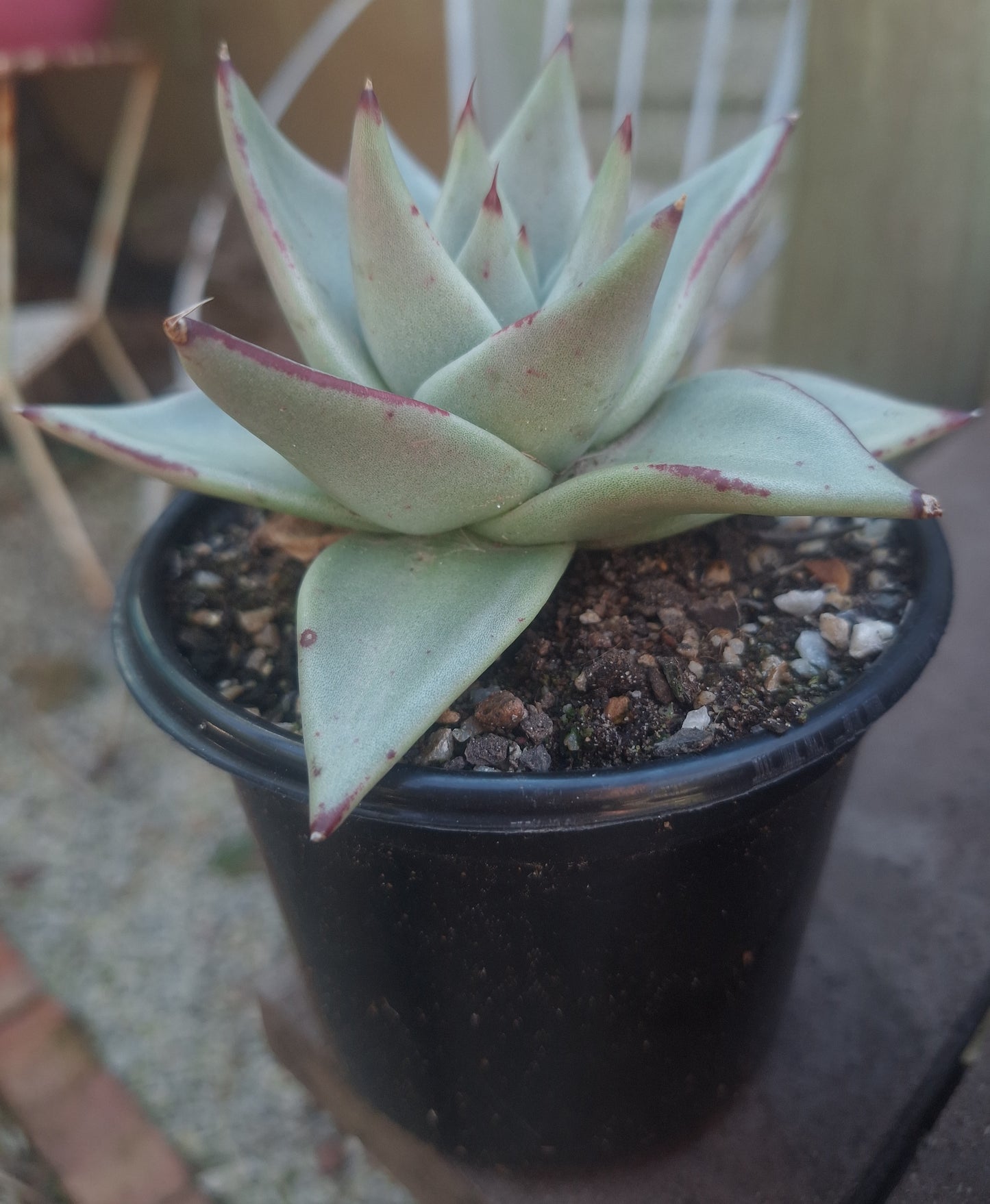 Echeveria Agavoides Green Red Edge