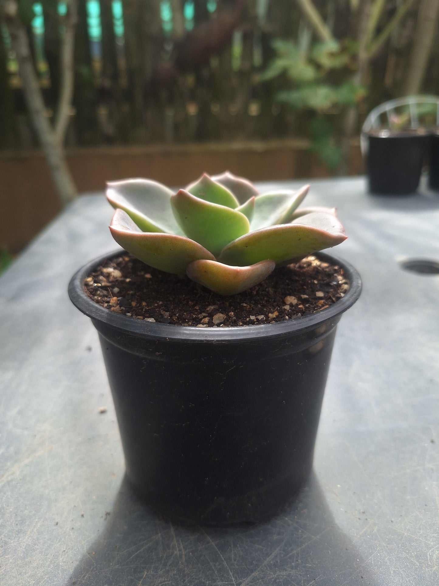 Echeveria Albert Bains