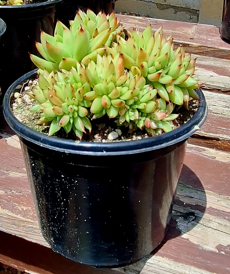 Agavoides Red Cristata