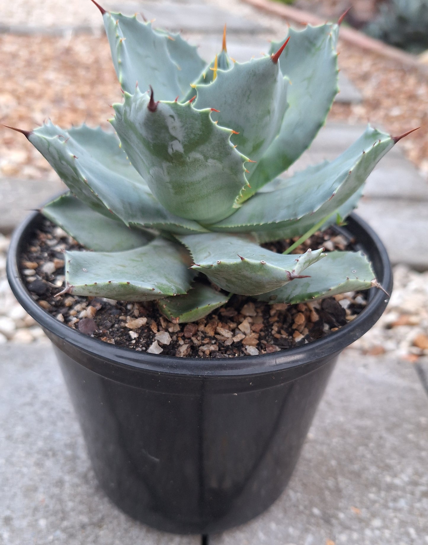 Agave Isthmensis