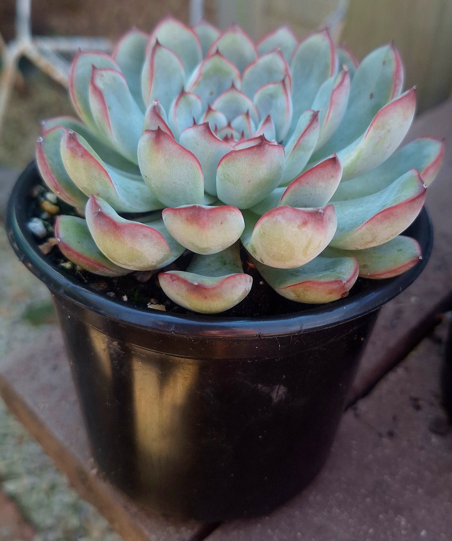 Echeveria Ling Yin x Lotus