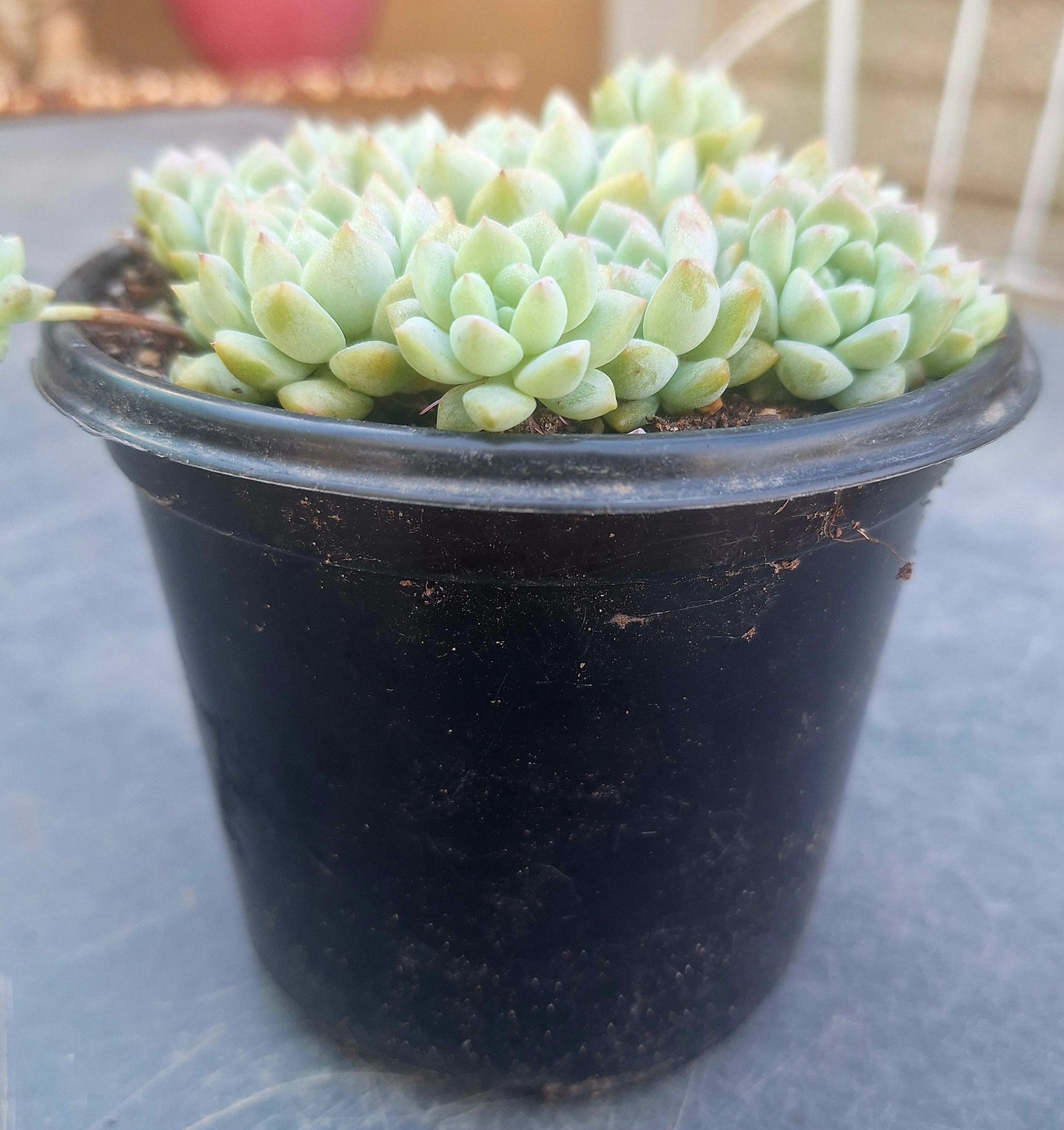 Echeveria Cross Cluster