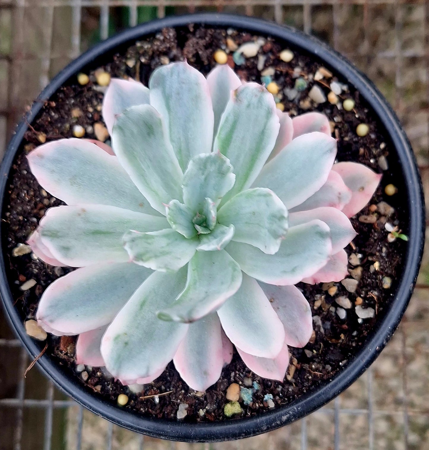 Hoveyi Variegated