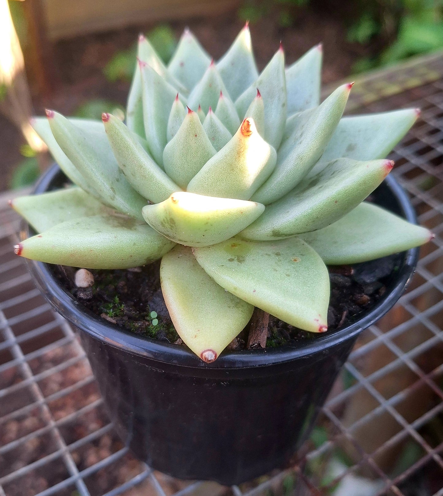 Echeveria Agavoides Pink Tips Hybrid