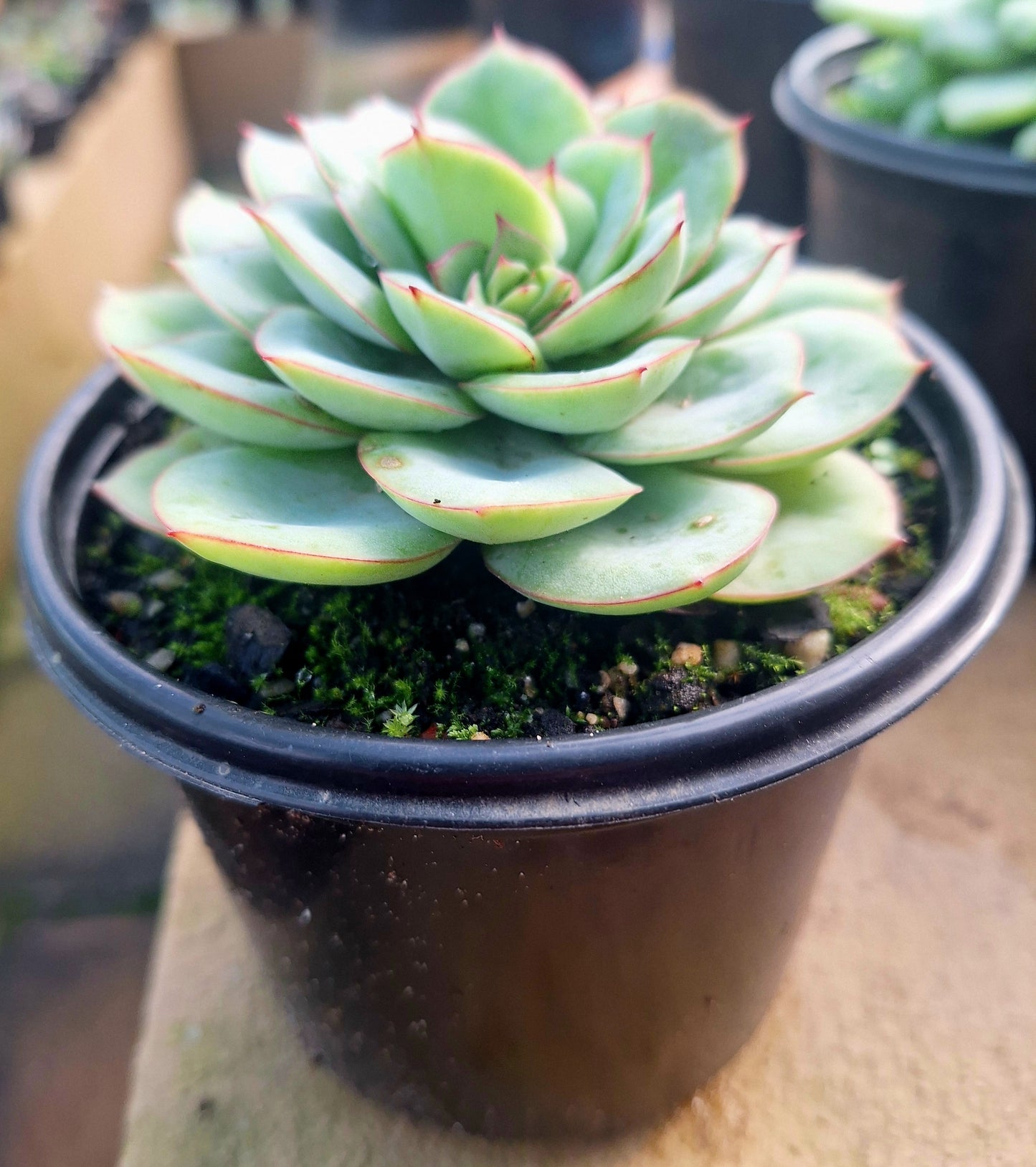 Echeveria Panamera
