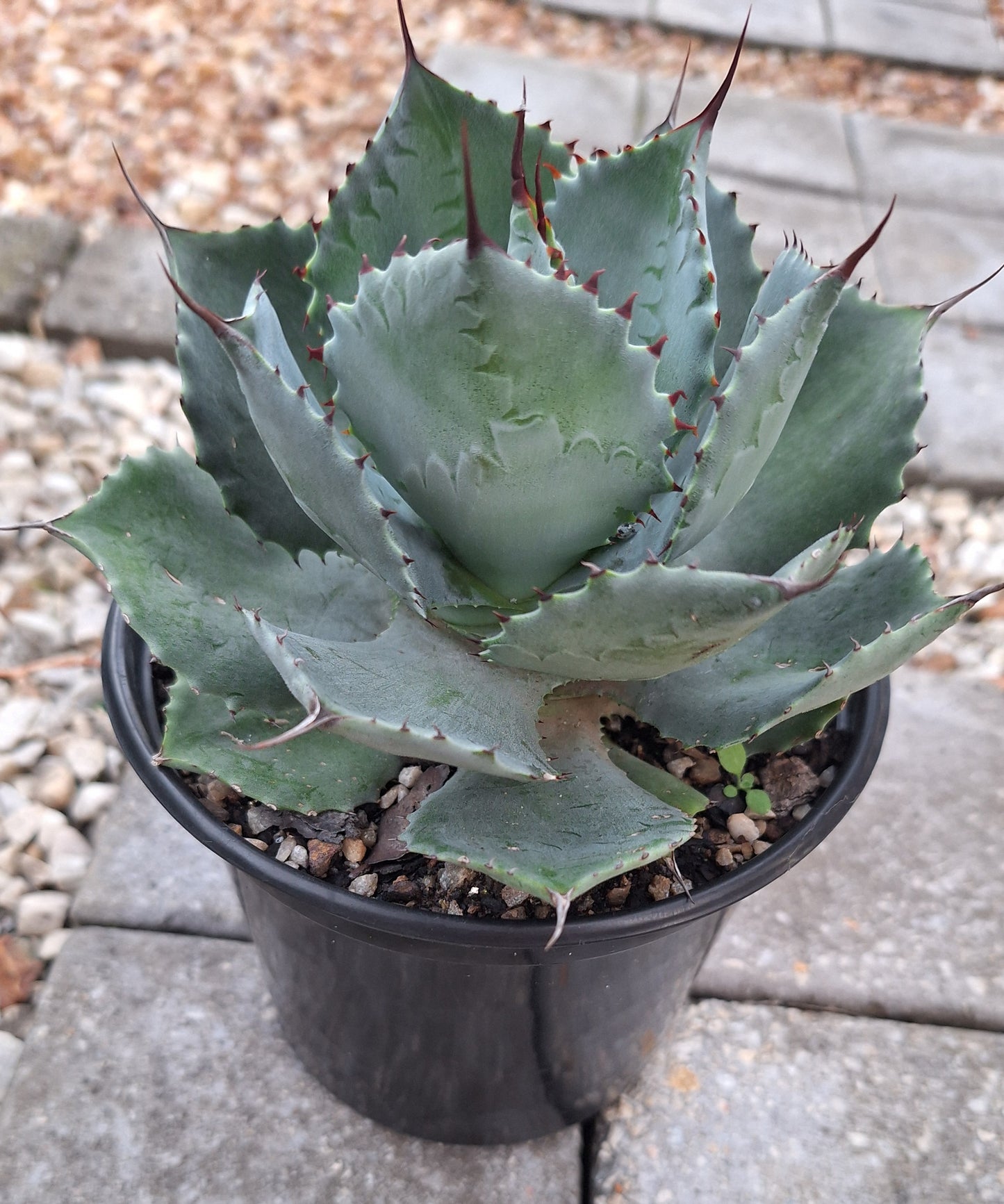Agave Parrasana