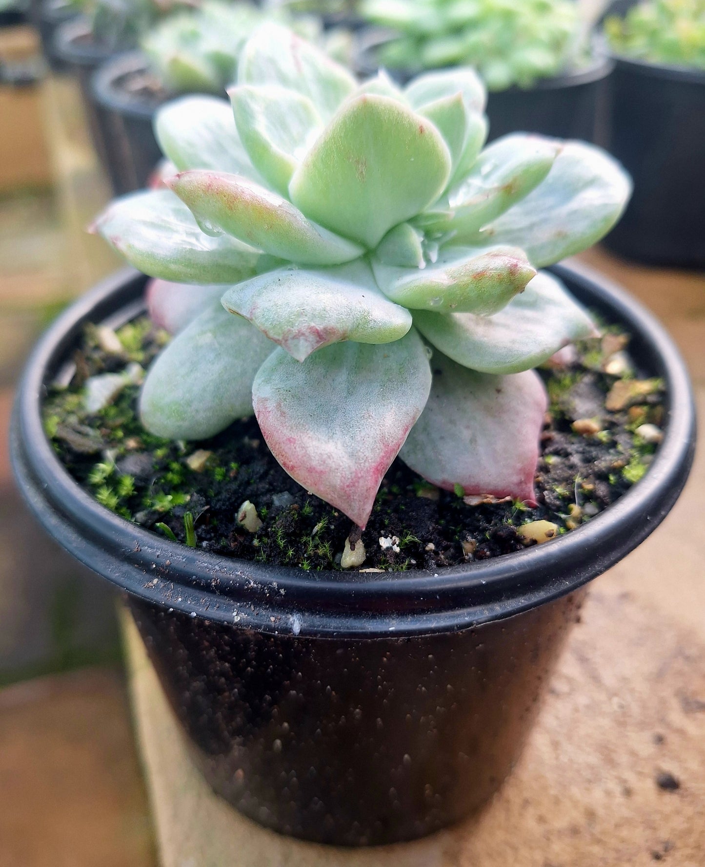 Echeveria Montrose Variegated