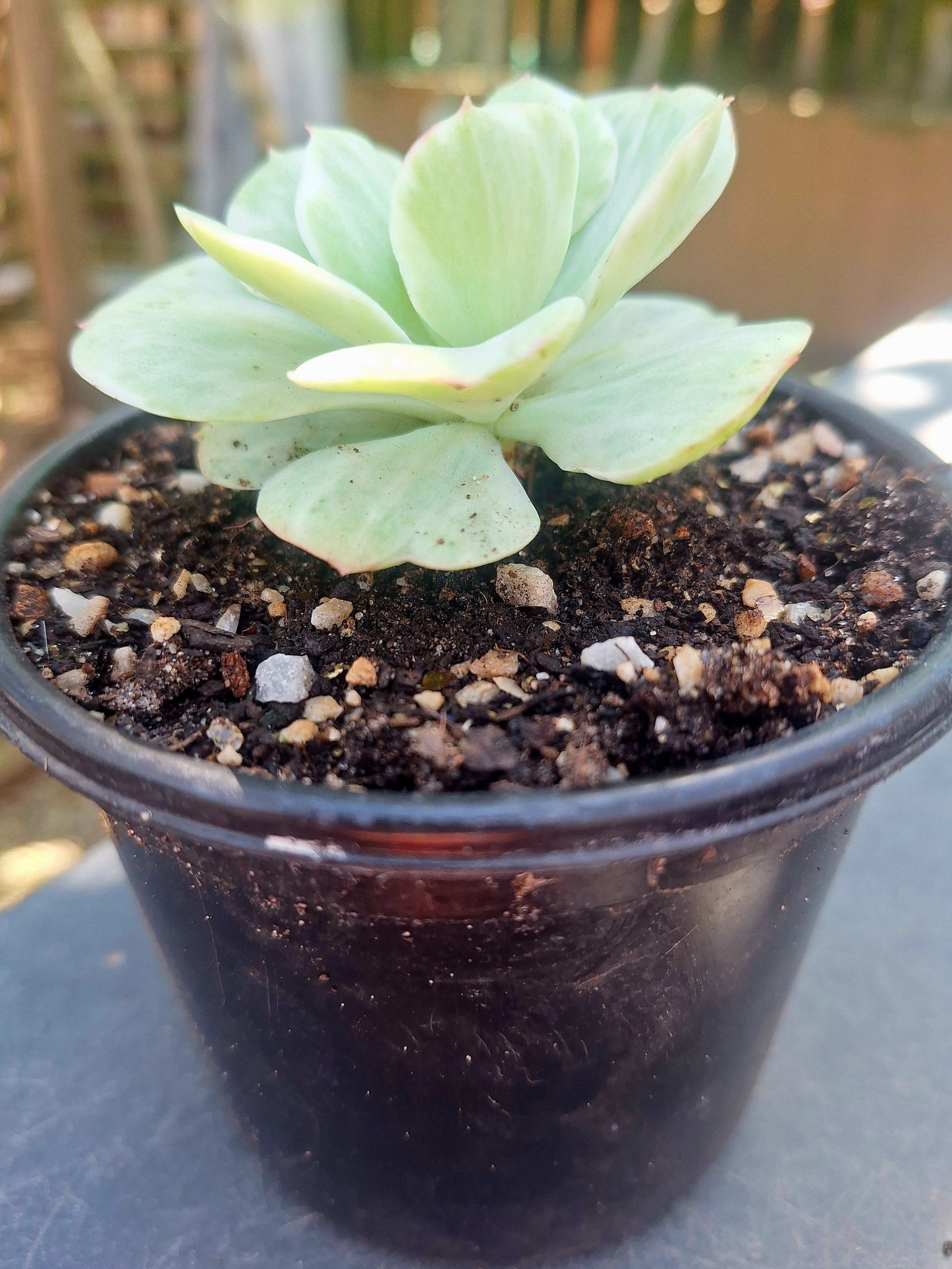 Echeveria Mocha Variegated Collector