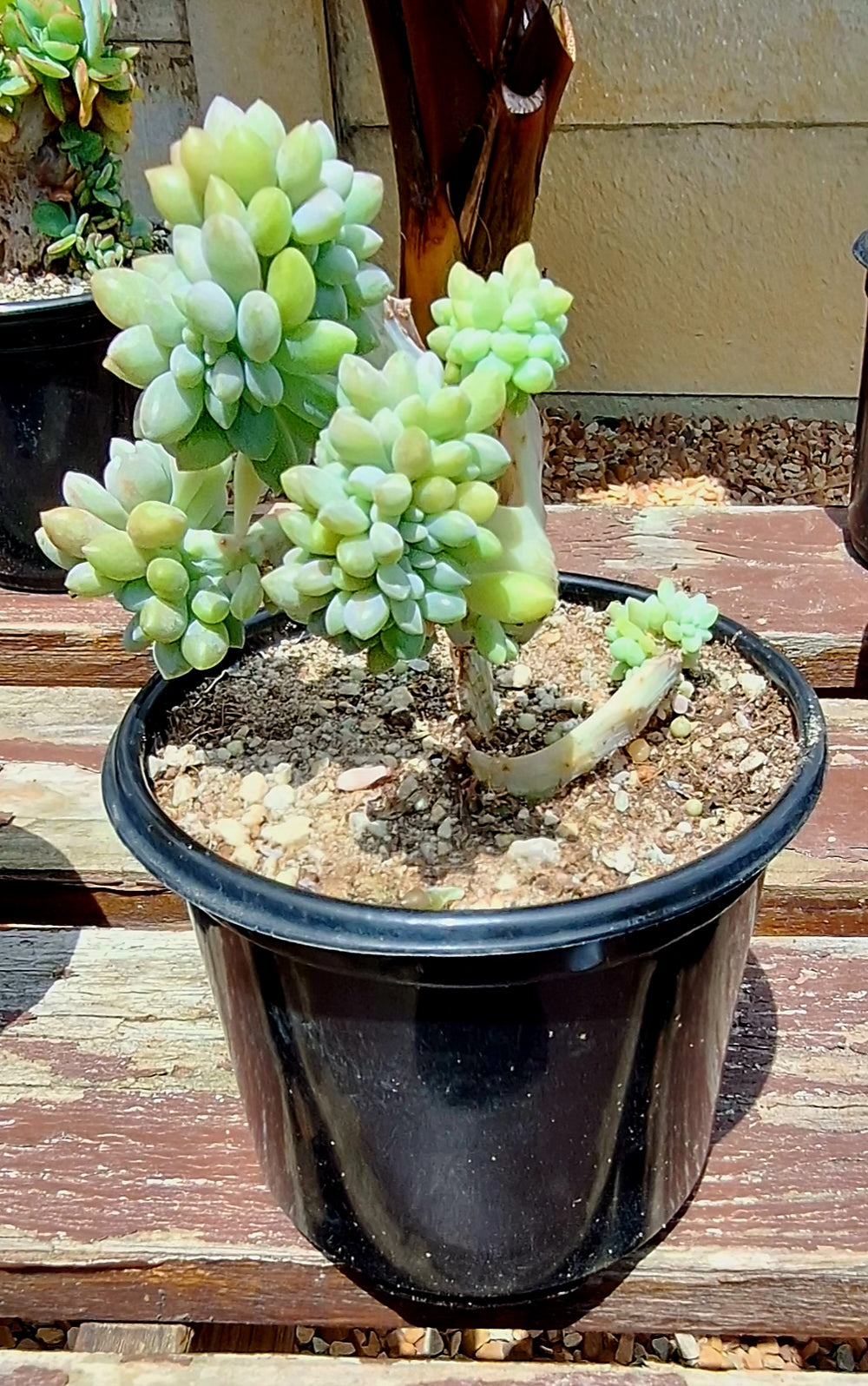 Crassula Cristata