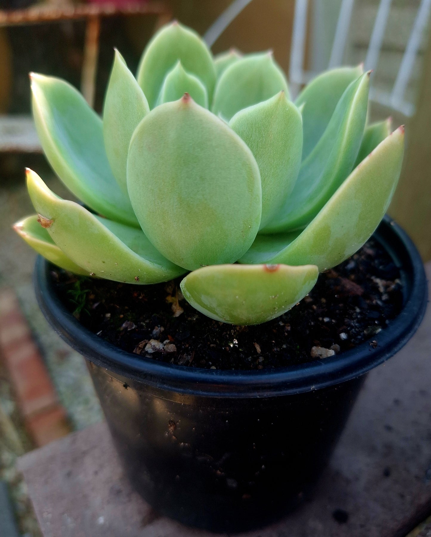 Echeveria Desert Jewel