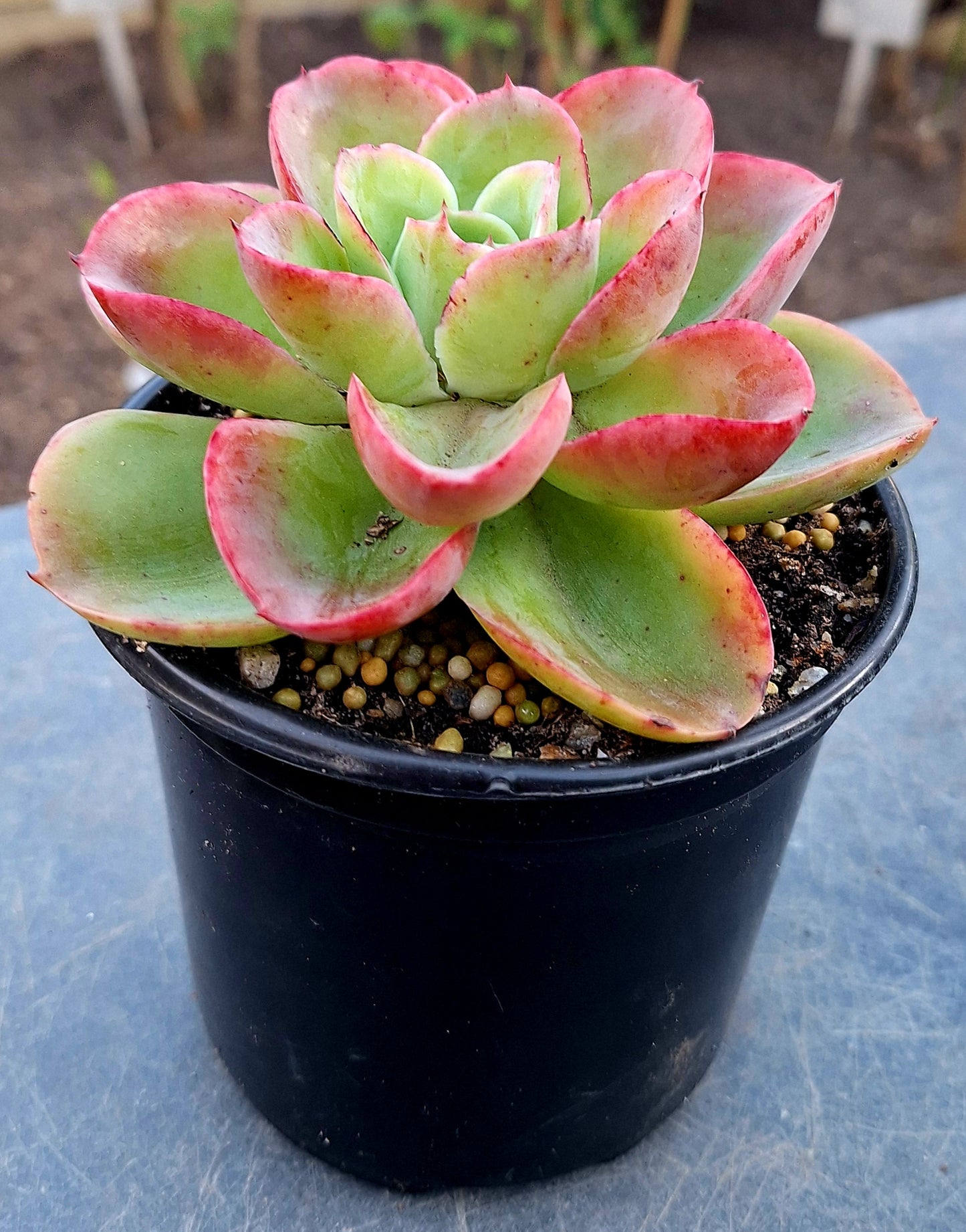 Echeveria Polisida