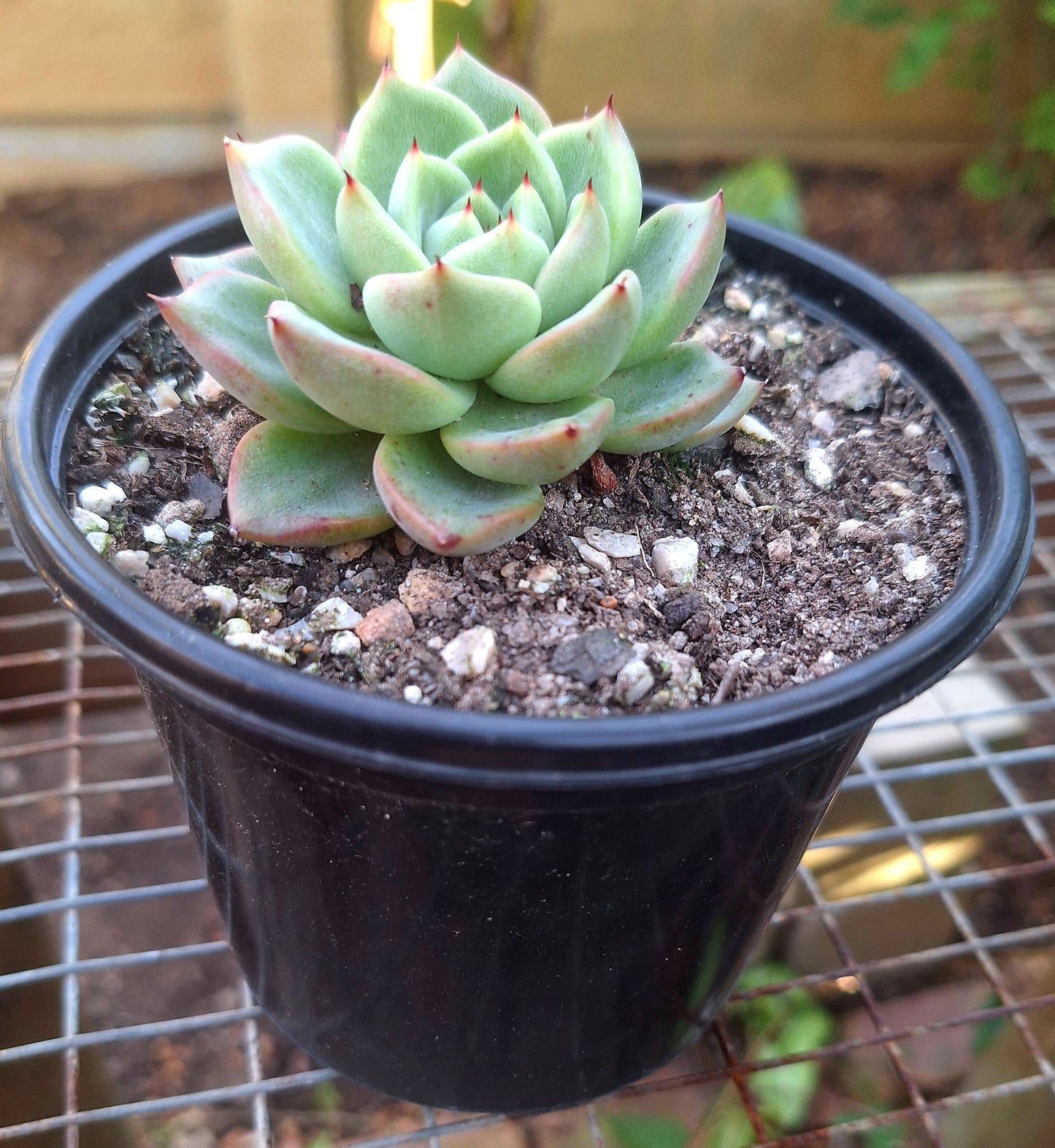 Echeveria La Jolla Rare