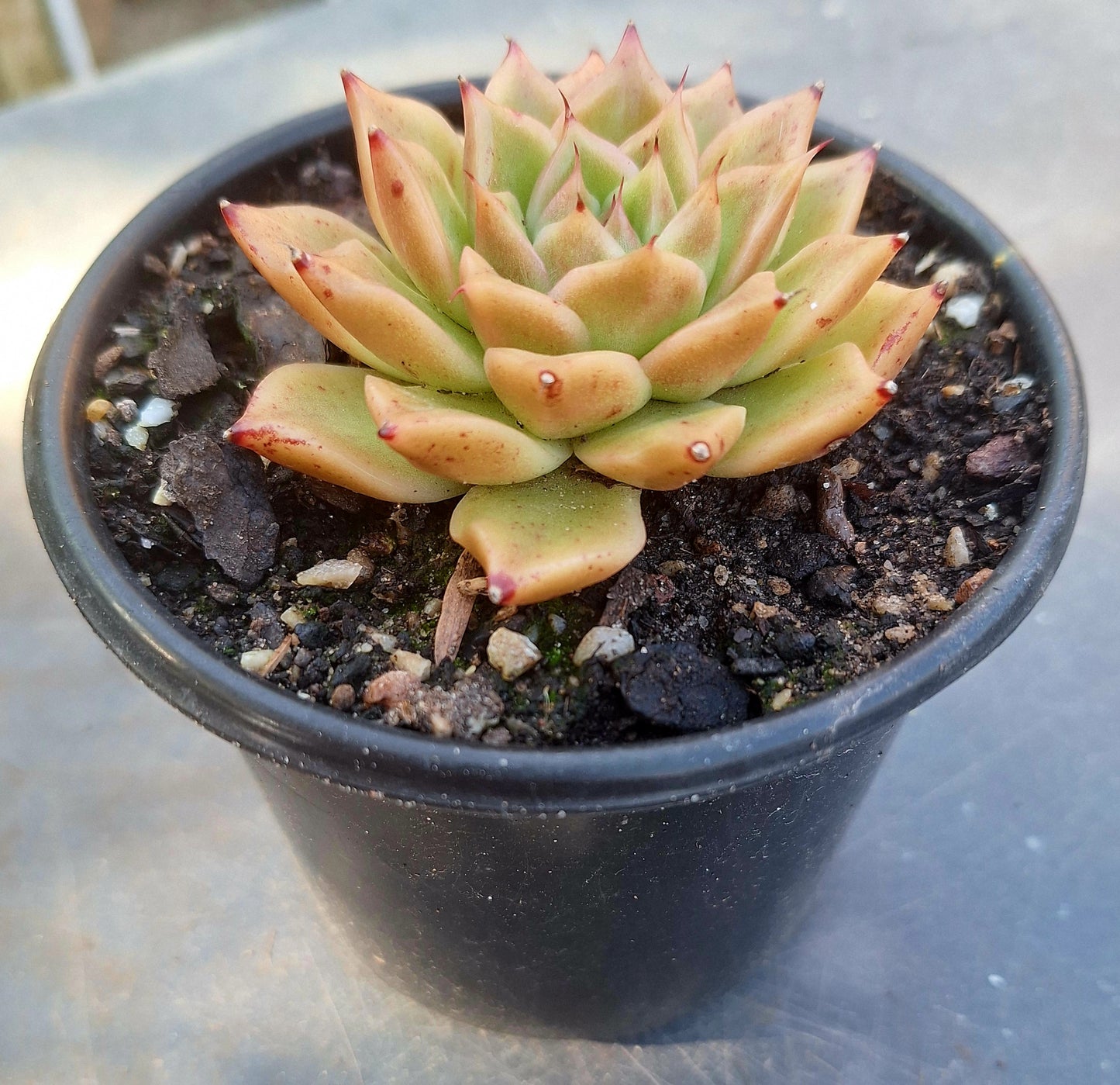 Echeveria Volcano