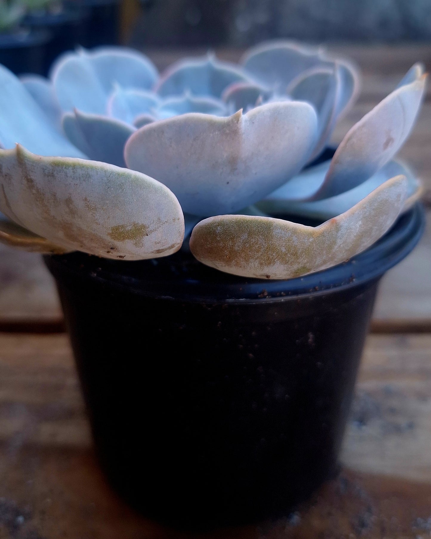 Echeveria Pollux