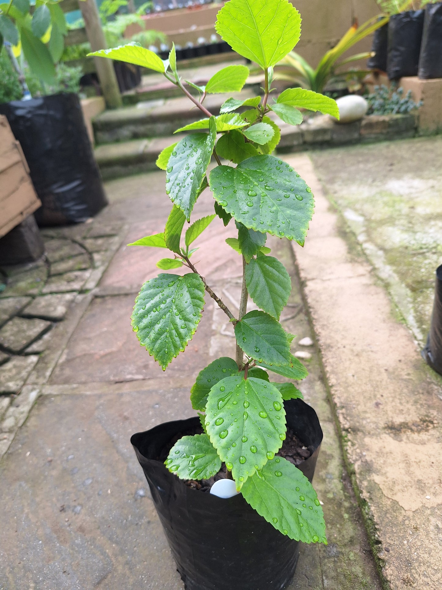 Hibiscus Princess Marina