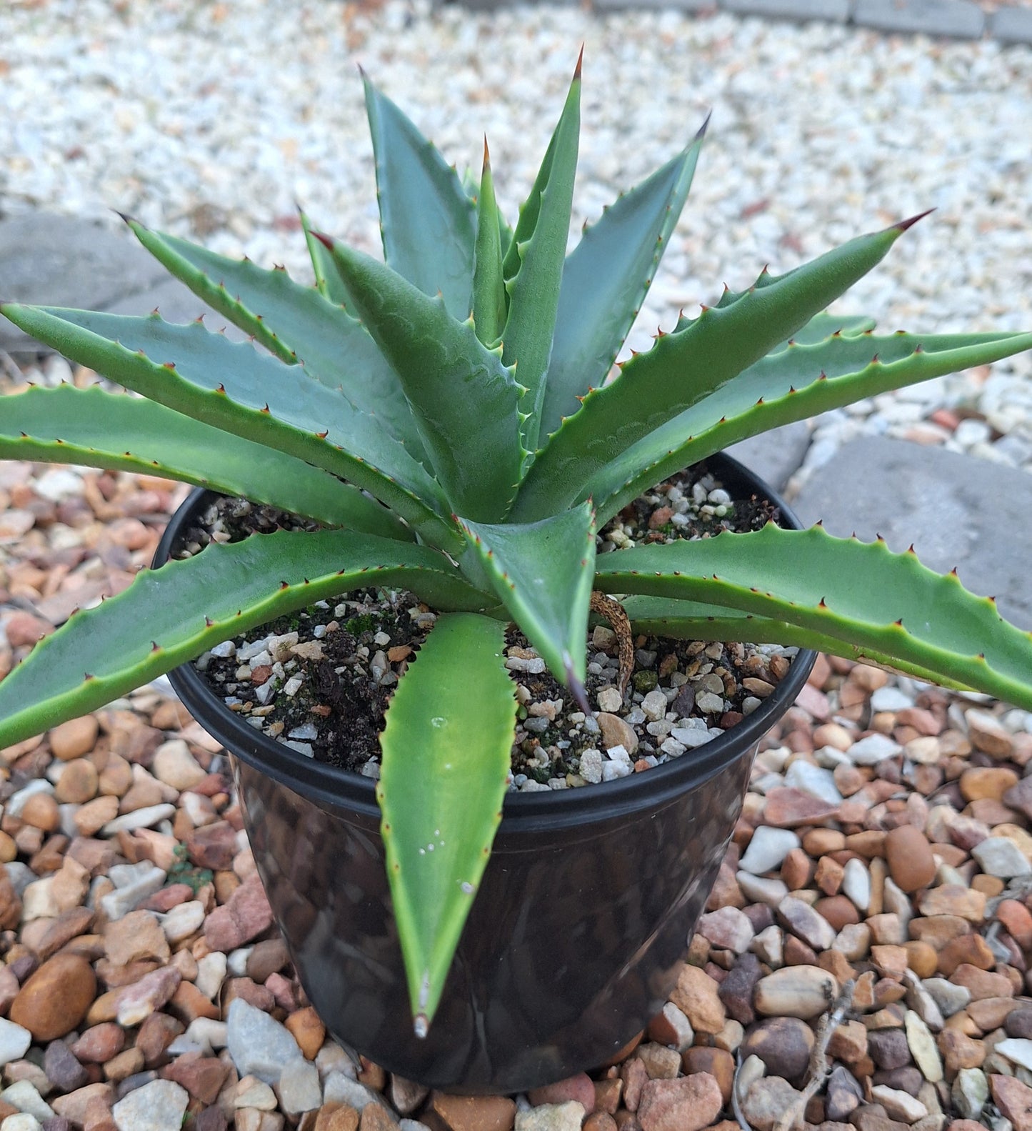 Agave Decipiens