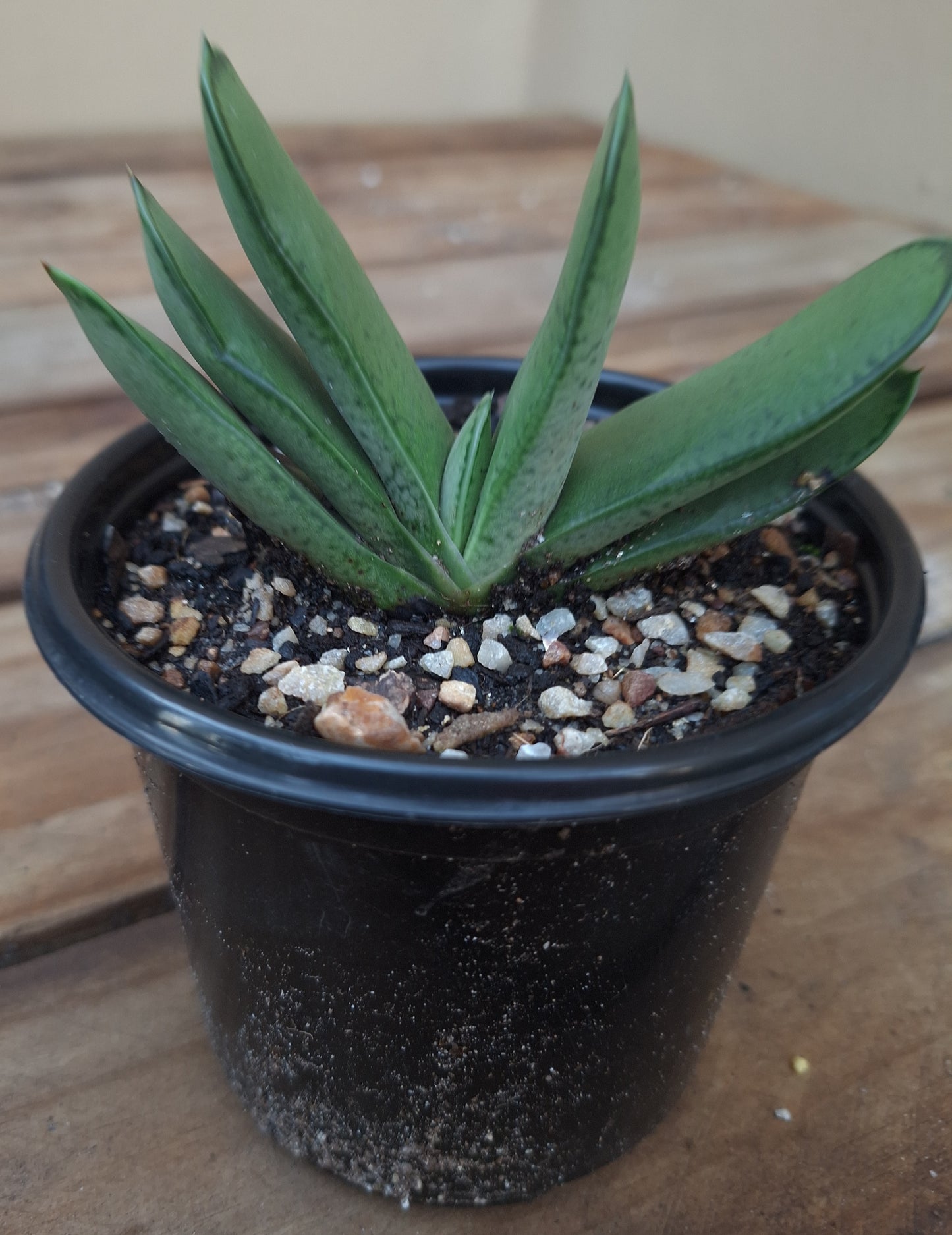 Gasteria Carinata var Glabra