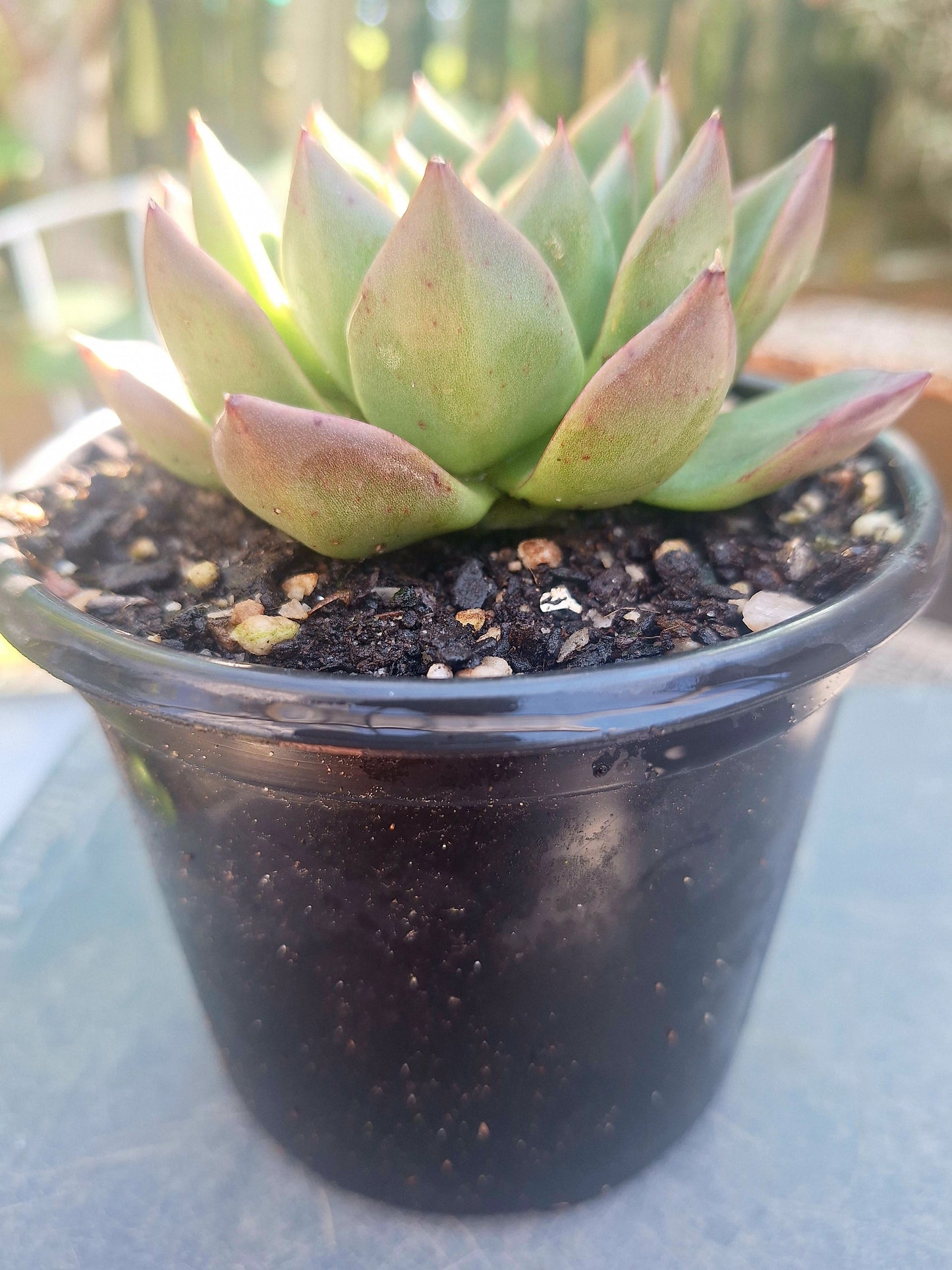 Echeveria Quarts