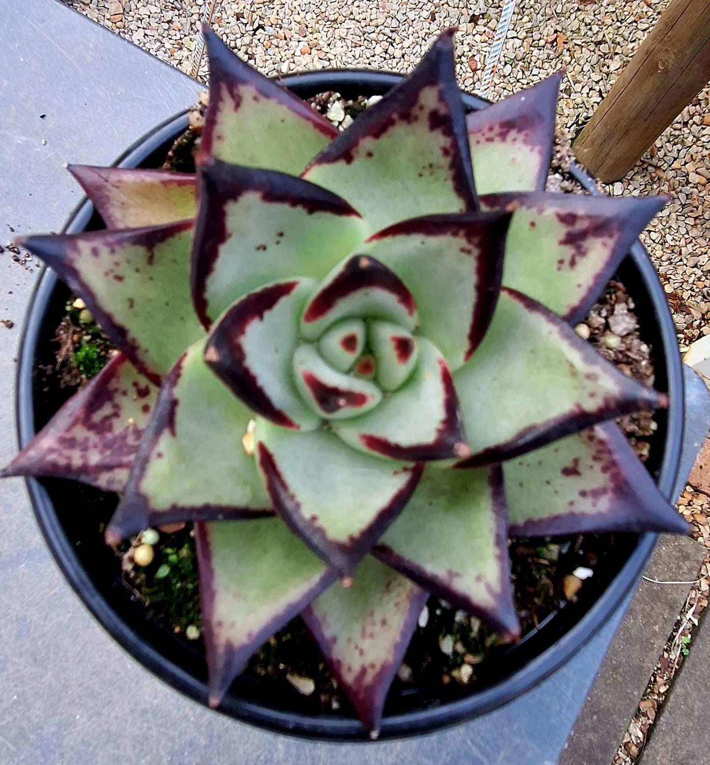 Agavoides Ebony Black Juice